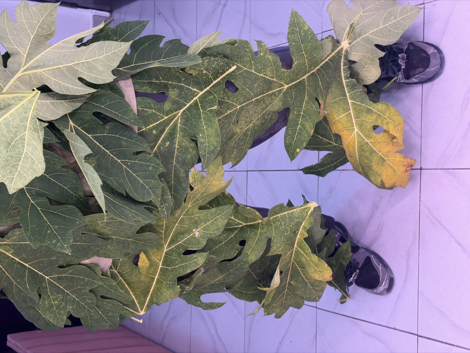 The scene in Igboefon, Nigeria, depicts a person largely obscured by a dense arrangement of numerous large, green palmate leaves, consistent with *Carica papaya* (papaya) foliage. The individual's lower legs and feet are visible beneath the leaves, showing dark trousers and dark, somewhat reflective shoes, possibly sneakers or Mary Janes, on a light-colored tiled floor. The leaves, predominantly dark green, exhibit varying degrees of yellowing and mottling, particularly along their prominent veins and edges. The floor consists of light grey or white ceramic tiles with visible grout lines and a subtle marbling pattern. The environment is illuminated by artificial light casting a distinct purple or magenta hue, particularly noticeable on the floor. In the background, a segment of a light pink or beige padded surface is visible on the left, while a dark vertical edge, possibly a doorframe or wall, is present on the right. No direct actions or interactions are discernible; the person stands stationary, covered by the leaves.