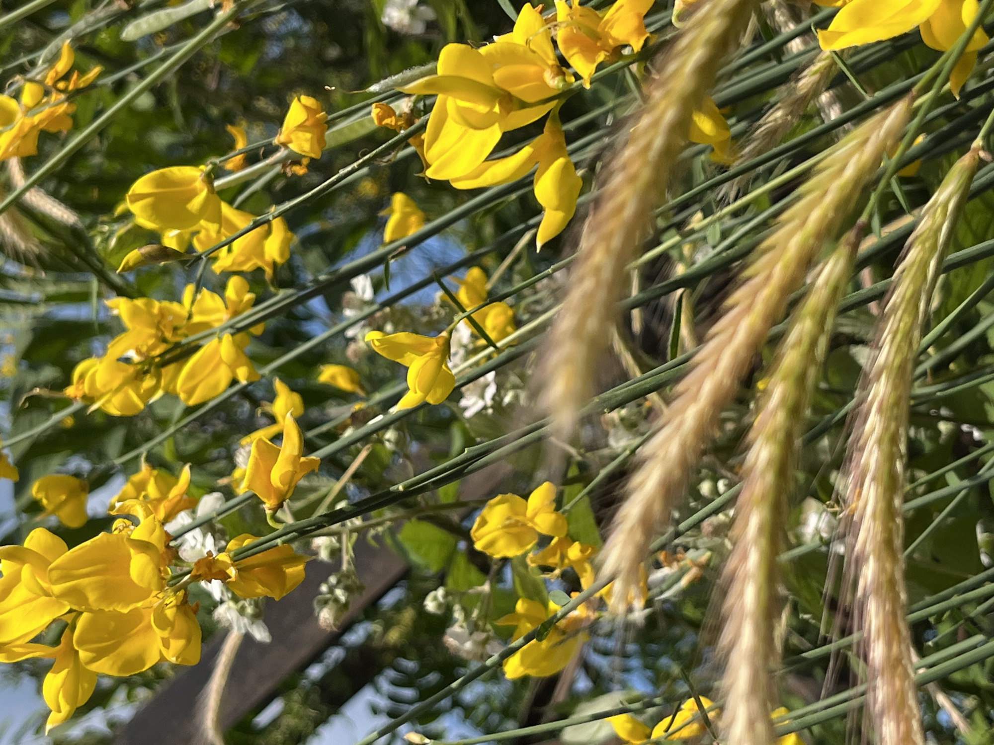 This image is a close-up, eye-level shot of a flowering plant with bright yellow blossoms and thin green stems. The flowers are pea-shaped and are clustered together on the branches, with some individual flowers clearly visible. Interspersed among the flowers are feathery seed heads or grasses, which are light brown and textured, creating a contrast with the smooth petals. The background is softly blurred, showing hints of green foliage and a light blue sky, suggesting an outdoor setting, likely during the daytime given the bright lighting and shadows. The focus is sharp on the flowers and seed heads in the foreground, drawing attention to their delicate details. There is no text visible in the image, and no people or specific objects are identifiable other than the plant itself. The overall impression is one of natural beauty and the springtime or summer season.