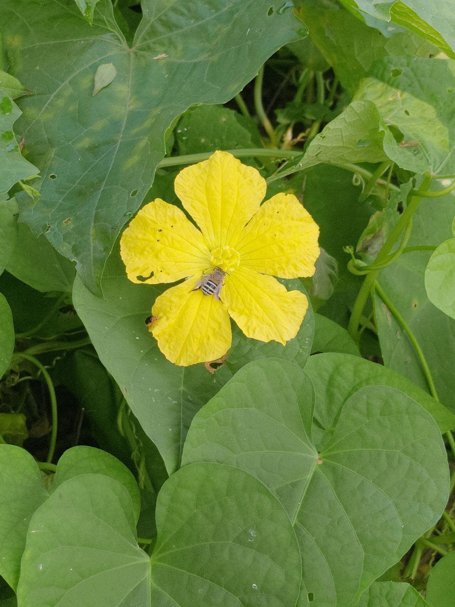 In the heart of Garmi, India, a vibrant yellow flower takes center stage amidst a lush green canopy of leaves. The flower, with its delicate petals, appears to be a source of sustenance for a solitary bee, its striped body busily engaged in collecting nectar. The surrounding foliage, a testament to nature's bounty, provides a verdant backdrop, with some leaves exhibiting a slightly aged appearance, marked by small holes and a subtle yellowing, hinting at the passage of time and the natural cycle of growth and decay. The scene, captured in a close-up perspective, offers an intimate glimpse into the intricate beauty of the natural world, a snapshot of life unfolding in the bustling city of Garmi.
