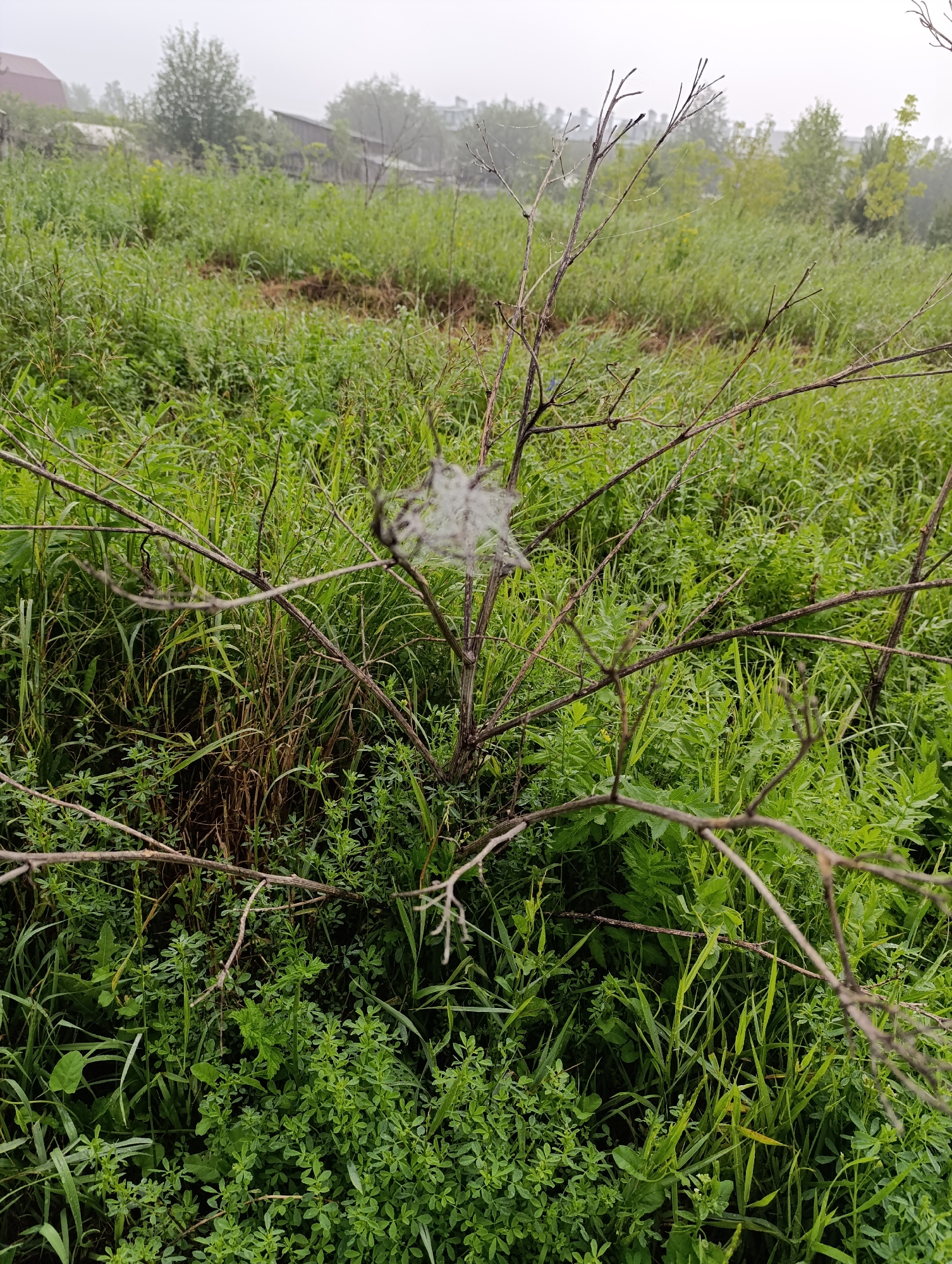 A close-up shot focuses on a cluster of dry, thorny branches in the foreground, with a delicate spiderweb stretched between them. The web has a dusty, silken appearance and is intricately patterned. The background is filled with lush, green grass and foliage, suggesting a natural, overgrown setting. In the distance, hints of human habitation are visible, including wooden structures and trees, indicating a rural or semi-rural environment. The overall atmosphere is muted and slightly hazy, possibly due to fog or mist, which softens the details of the distant landscape. The scene is devoid of human presence.