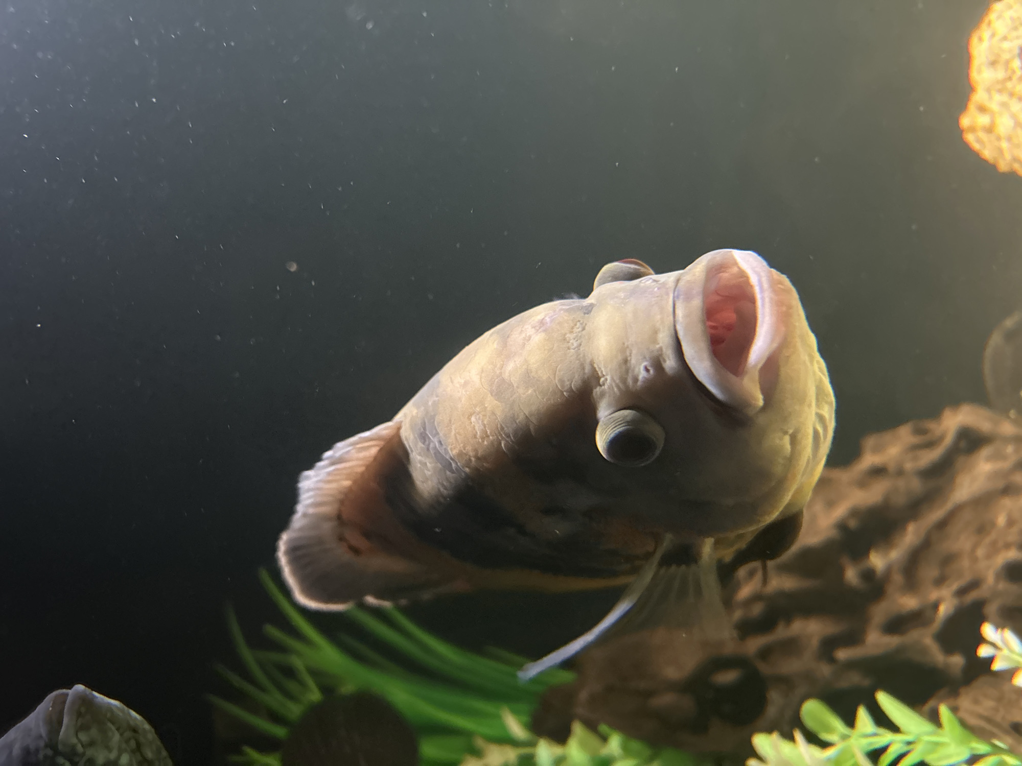 A tan and brown Oscar fish with its mouth open is centered in the image. The fish is positioned in front of a dark, blurred background, with some green and brown aquarium decorations visible at the bottom. The lighting is bright and even, highlighting the details of the fish's scales and features.