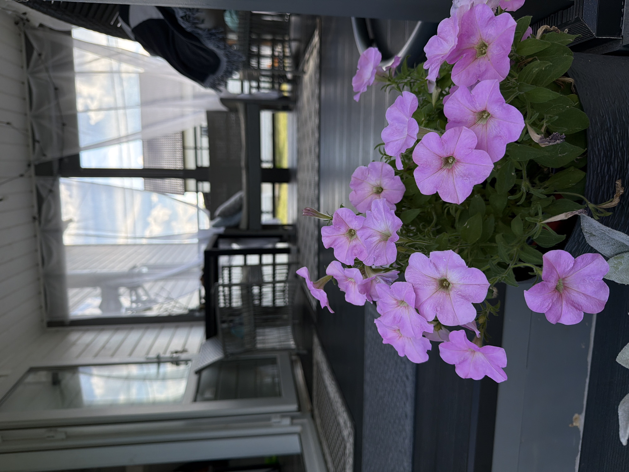 The image depicts a close-up view of a potted plant with numerous pink petunias in bloom, positioned in the foreground on a dark, textured surface. The plant is set against a blurred background that suggests an outdoor covered patio or porch. Through sheer white curtains, a glimpse of a residential building with a pitched roof is visible, along with a cloudy sky. Further into the background, patio furniture including a table and chairs, as well as a bench, can be discerned. The overall scene appears to be in a residential setting, likely a home in the village of Alyoshkino, Russia. No people are present in the image.