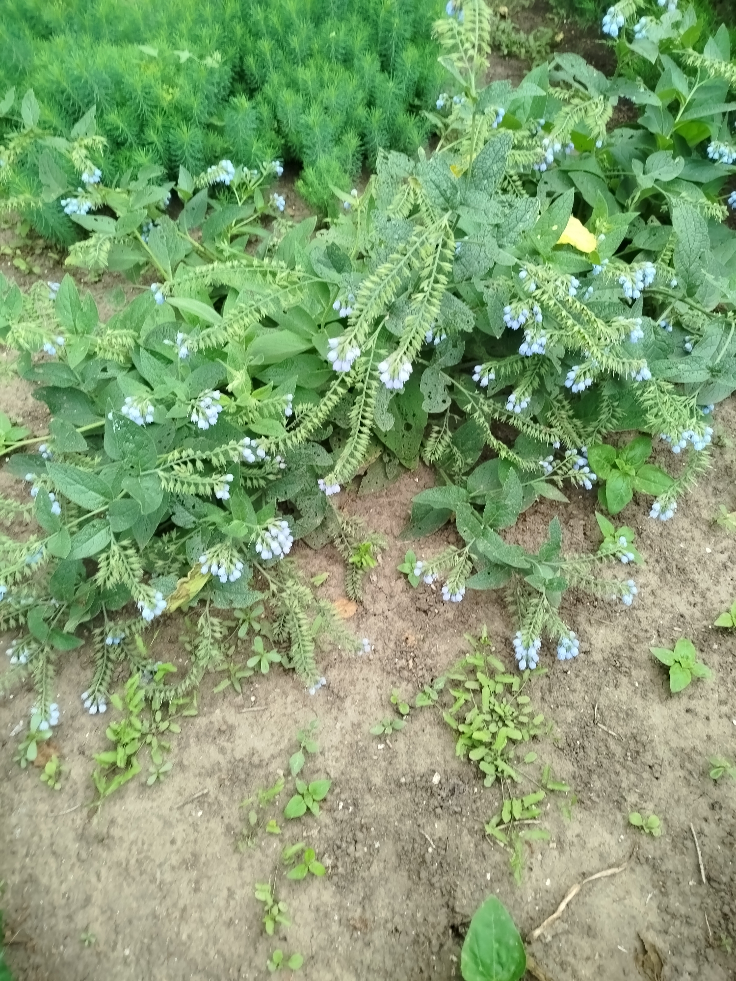 A close-up, eye-level outdoor shot shows a patch of low-lying green plants with small, light blue flowers. The plants are in various stages of growth, with some stems drooping and others upright. The ground beneath the plants is a mixture of dirt and small stones, with a few scattered green seedlings and blades of grass. In the background, a dense cluster of taller, feathery green plants creates a verdant backdrop. A single yellow leaf is visible amongst the green foliage, adding a splash of color to the scene. The lighting is natural, suggesting daylight conditions.