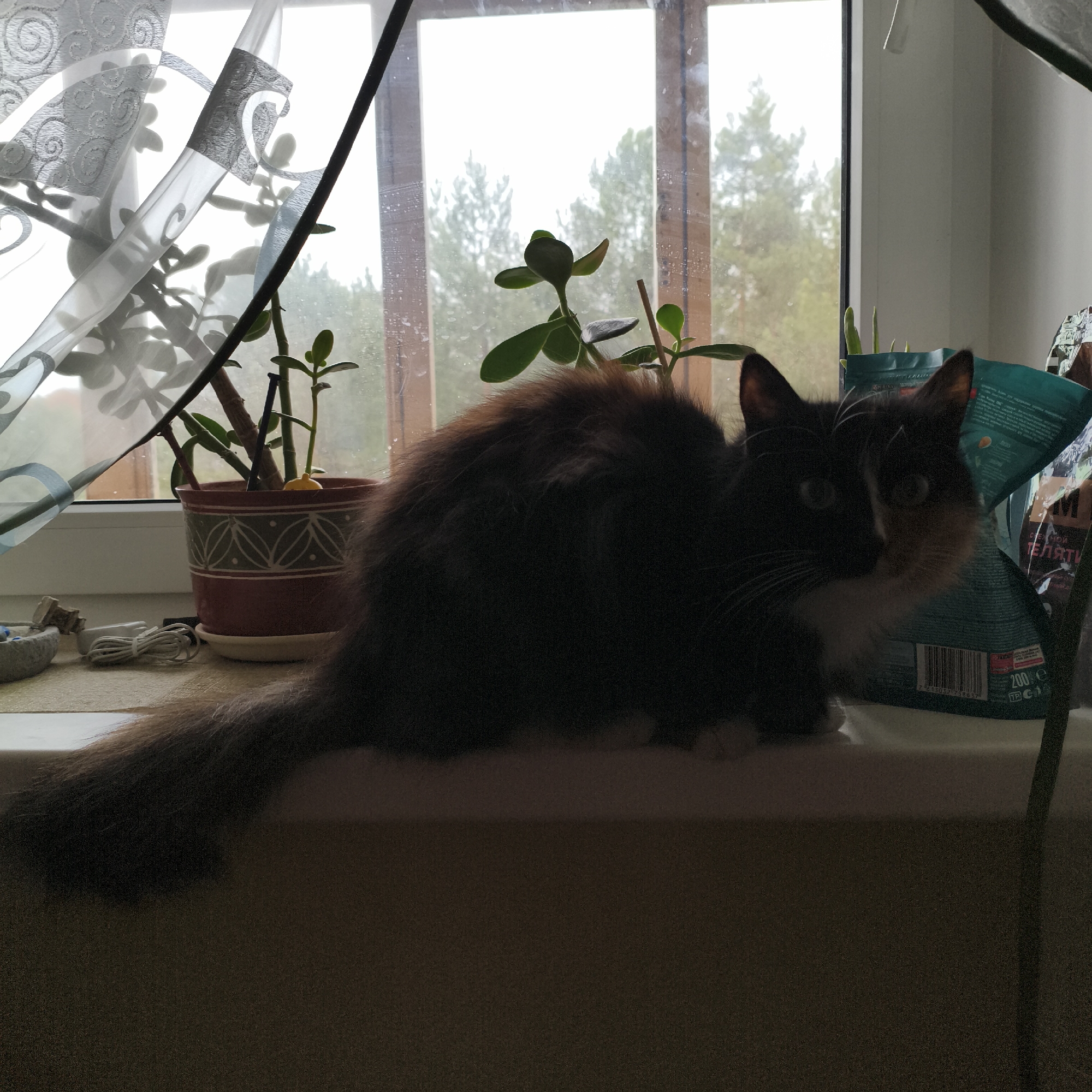 A calico cat sits on a windowsill in front of a window with sheer curtains. Several potted plants are also on the windowsill. Outside the window, trees are visible. Based on prior information and the writing on the bag near the cat, the location is Chaikovsky, Russia.