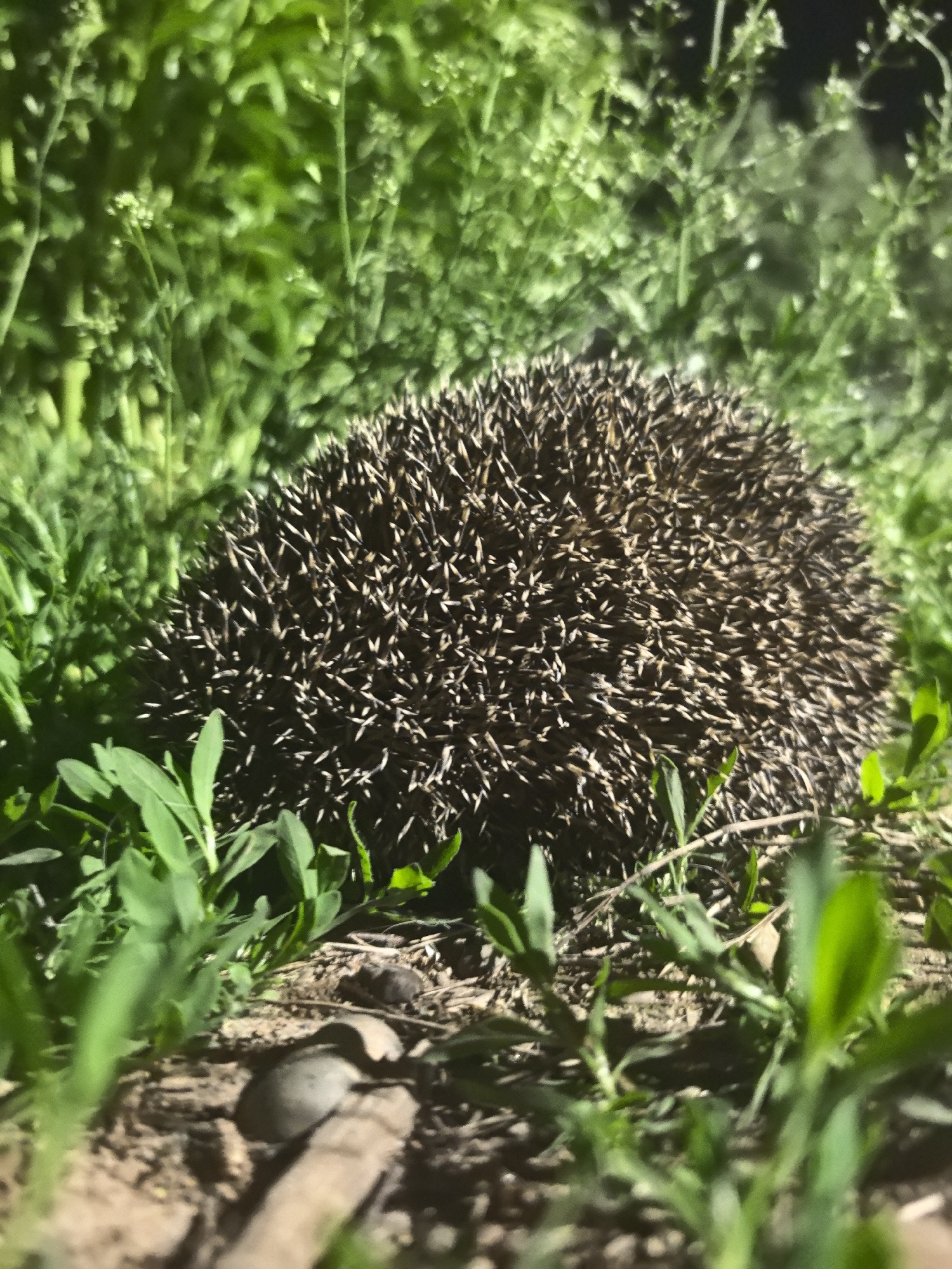 A hedgehog is curled up in the grass. The location is unspecified, and there is no verifiable evidence of Noviy, Russia. The foreground shows green vegetation and bare ground with small stones and twigs. The background is filled with more dense green vegetation, partially obscuring the area behind the hedgehog. The hedgehog's spines are visible in detail.
