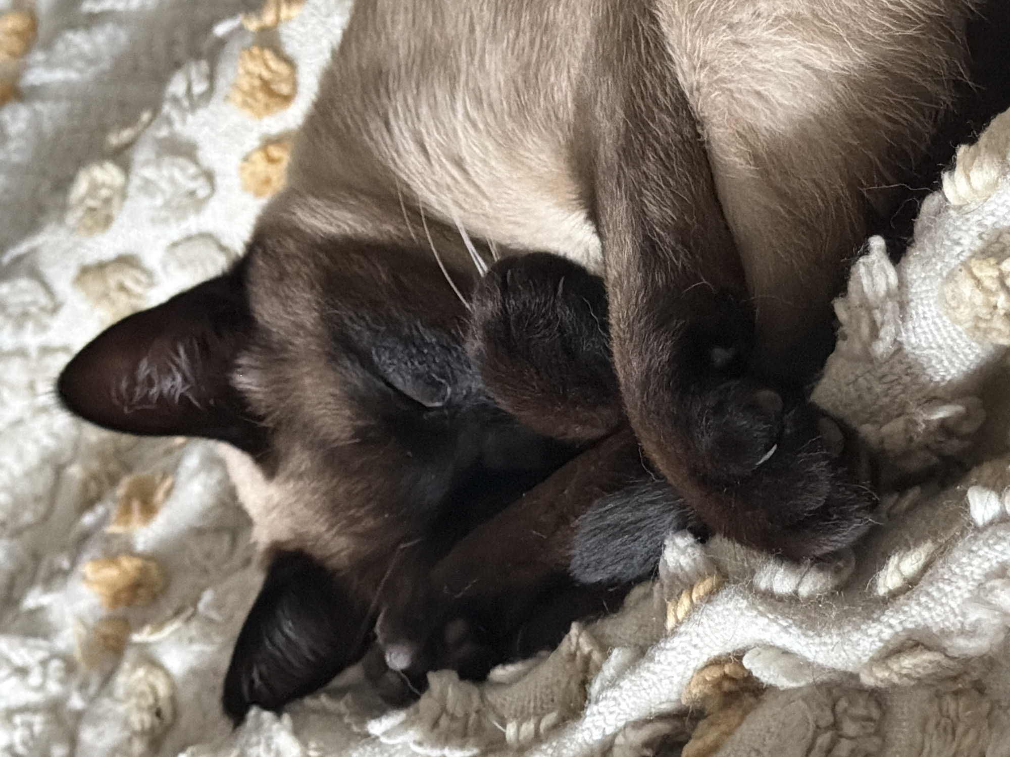 A Siamese cat is asleep on a white and tan blanket. The cat has dark brown points on its face, ears, and paws. Its paws are covering its face. The location is unknown.