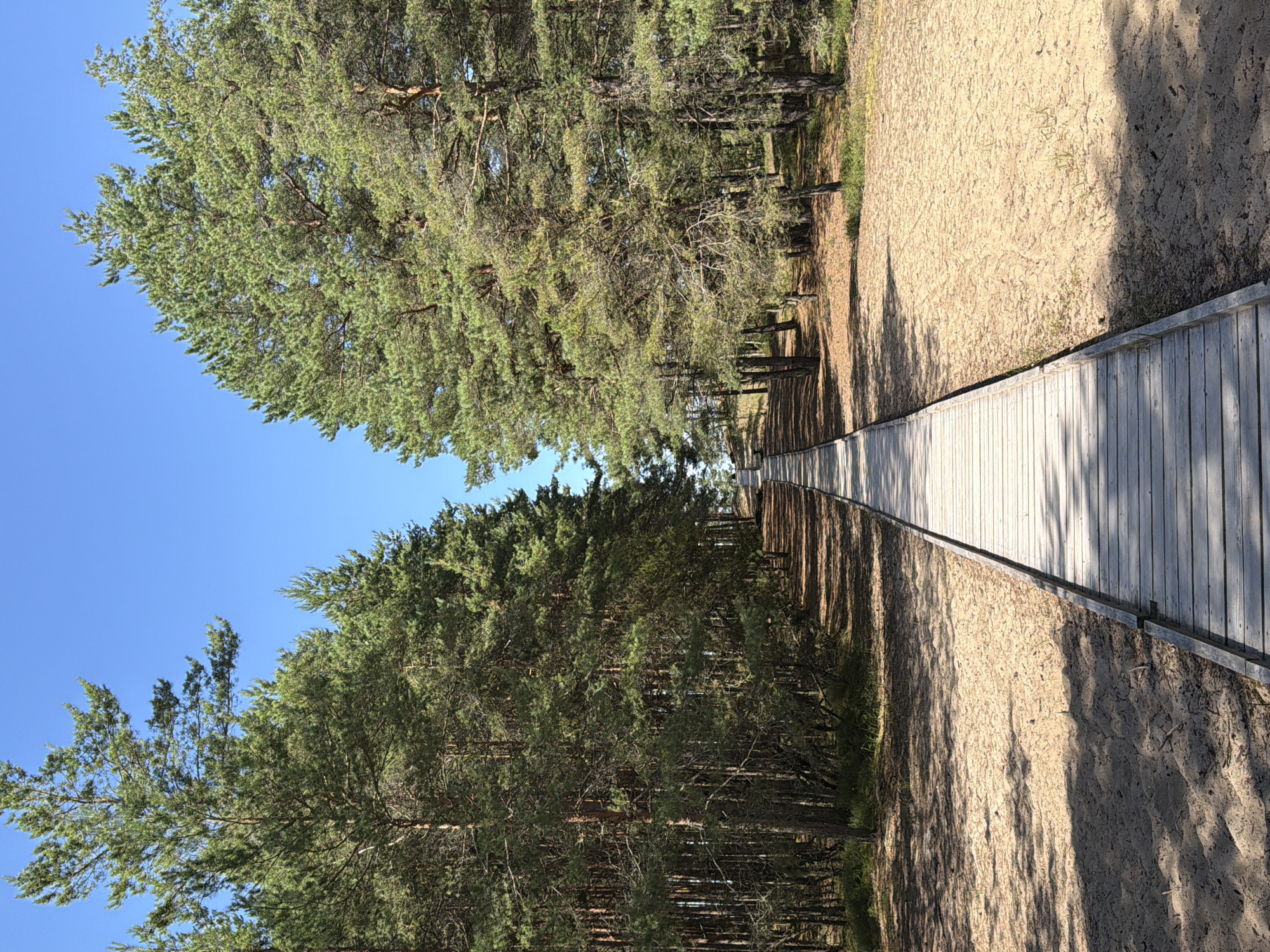 A wooden boardwalk extends through a sandy area lined with pine trees under a clear blue sky. The boardwalk is made of light-colored wooden planks and is bordered by sandy ground. On either side of the boardwalk, tall pine trees with green needles form a dense forest. The lighting suggests a sunny day, with shadows cast by the trees on the sand. The scene depicts a pathway in a natural, outdoor environment. The location is identified as Gauja, Latvia, likely a park or natural reserve given the setting. There are no people visible in the image.