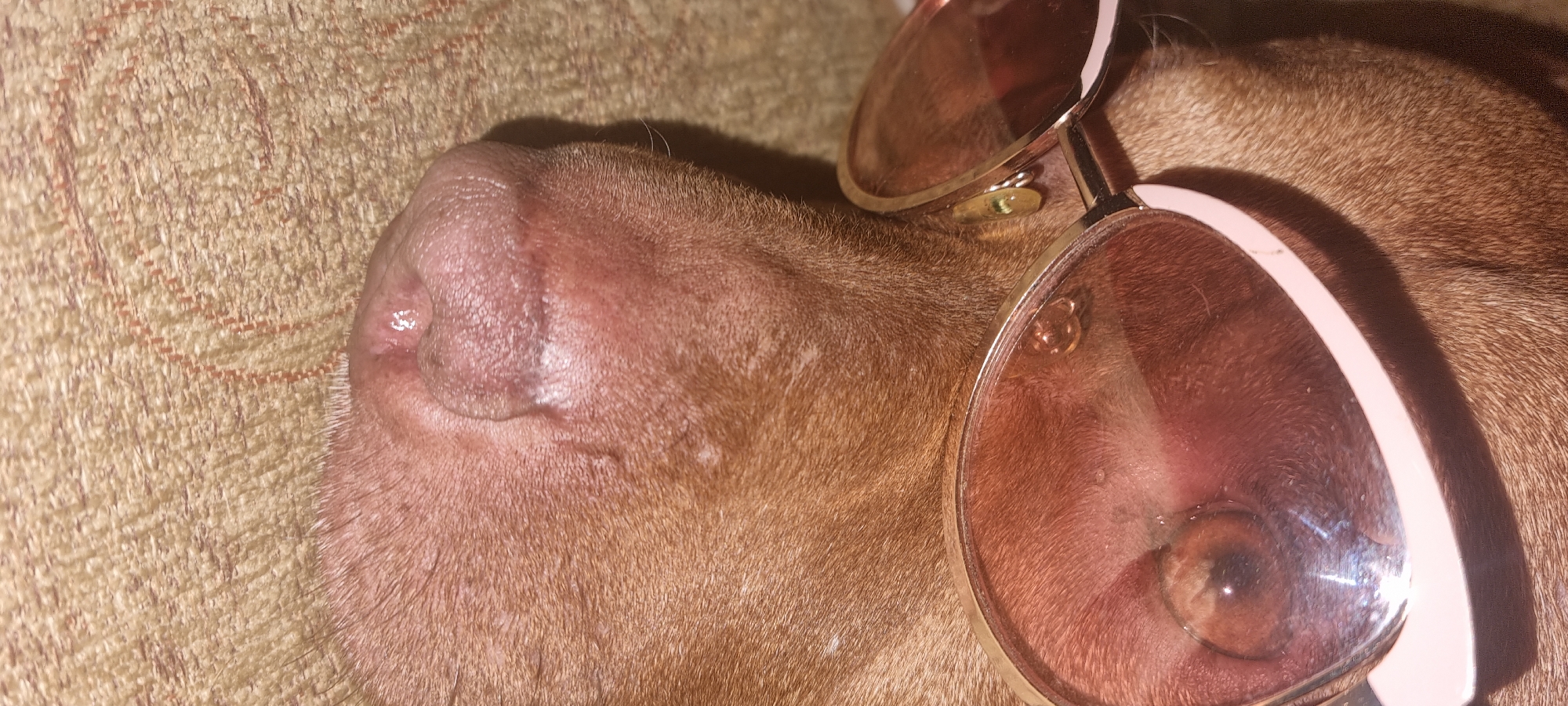 The image captures a close-up, angled view of a short-haired, reddish-brown dog wearing sunglasses while resting on a textured fabric surface, possibly a couch or blanket.
The dog's head occupies the majority of the frame, positioned diagonally from the bottom left towards the top right. Its moist, pinkish-brown snout is prominent on the left, showing textural details and a small reflection of light on the wet nose. The fur is short and appears tan or fawn-colored, with some lighter patches visible on its skin, particularly around the muzzle area and forehead.
A pair of stylish sunglasses with light pink frames and rose-tinted or light brown lenses is resting on the dog's face, covering its eyes. One of the dog's brown eyes is partially visible through the lower part of the right lens. A gold-colored metal piece connects the two lenses over the bridge of the dog's nose, featuring a small, indistinguishable emblem or design. Reflections are noticeable on both sunglass lenses.
The background consists of a tightly woven, light-colored fabric with an irregular, subtly patterned texture in shades of beige and light brown. The lighting appears soft, suggesting an indoor setting, possibly under artificial light or indirect natural light. There is no visible text in the image. The overall impression is one of a relaxed animal, perhaps humorously posed.