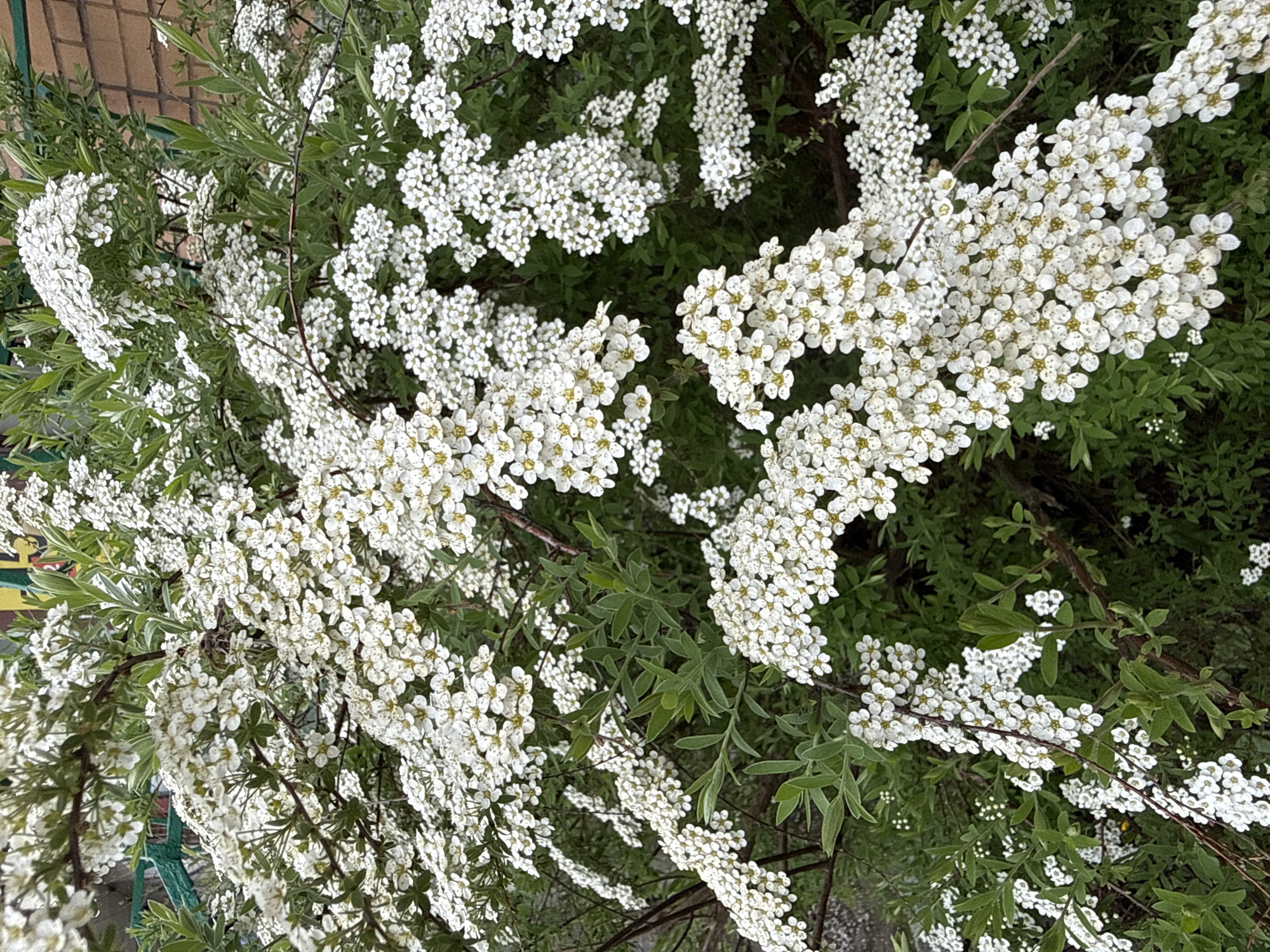 The image shows a bush with small white flowers blooming in Moscow, Russia. The flowers are clustered together in dense bunches along the branches of the bush. The leaves are small and green, providing a backdrop to the white flowers. A brick wall is partially visible in the background.
