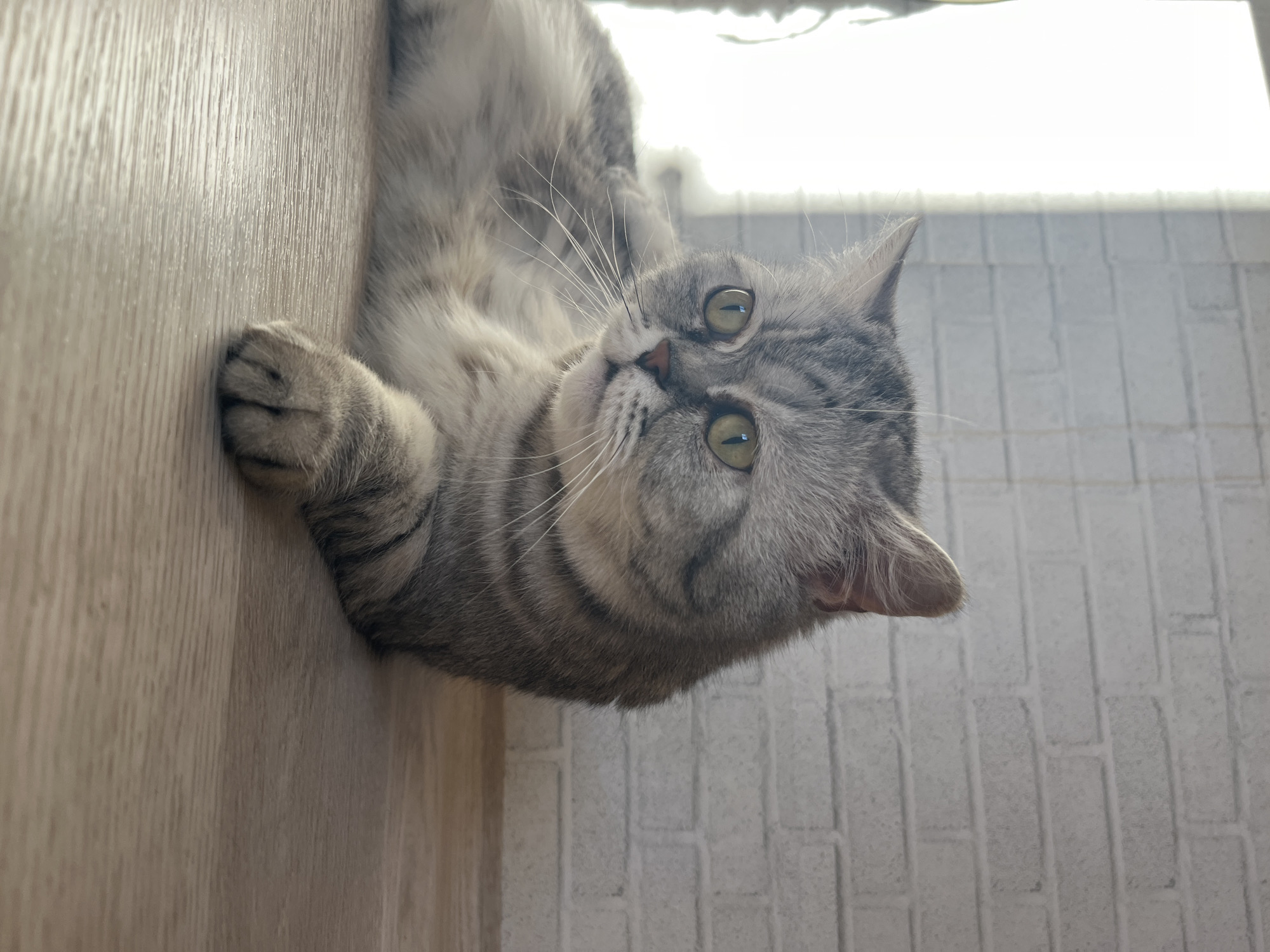 A gray tabby cat with large, light green eyes lies on its side. Its head is tilted upwards, and it is looking directly at the viewer. One paw rests on a light wood-grain surface, possibly a door or wall panel. The background consists of white brick. The location is not discernible from the image.