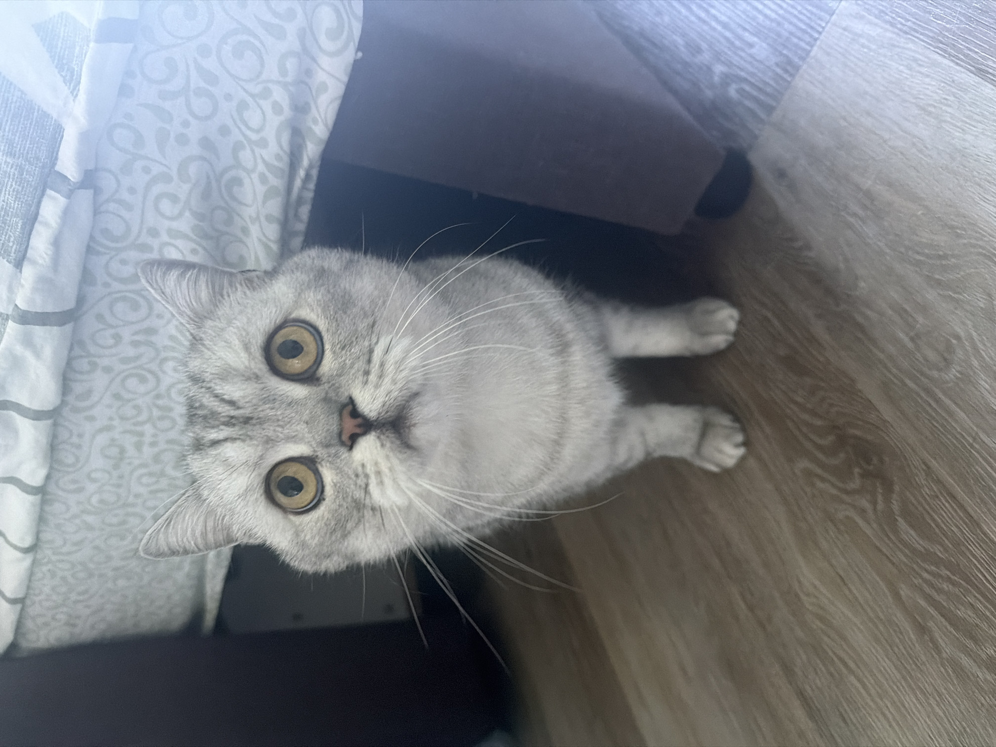 A British Shorthair cat with silver tabby markings and large, round yellow eyes looks directly at the camera. The cat is standing on a light brown laminate floor. Behind the cat, a dark brown upholstered furniture leg is visible. Above the cat, a portion of a bed with a white and gray patterned duvet cover is seen. The lighting suggests an indoor environment.
