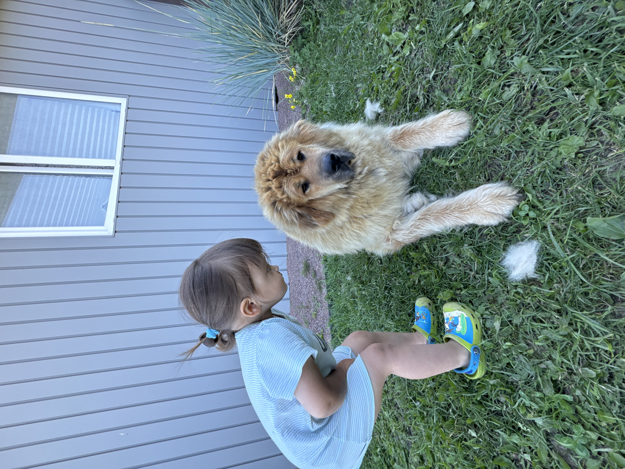 In the city of Kempelevo, Russia, a young child wearing a light blue striped dress and green and blue Crocs squats on green grass, facing a large, fluffy, golden-brown dog. The dog is lying down on the grass, looking towards the camera. Behind them, a light gray, vertical-sided building with a white-trimmed window is visible. A clump of tall, thin grass grows to the right of the dog, and scattered tufts of white fur are on the ground. The scene appears to be outdoors, possibly in a backyard.