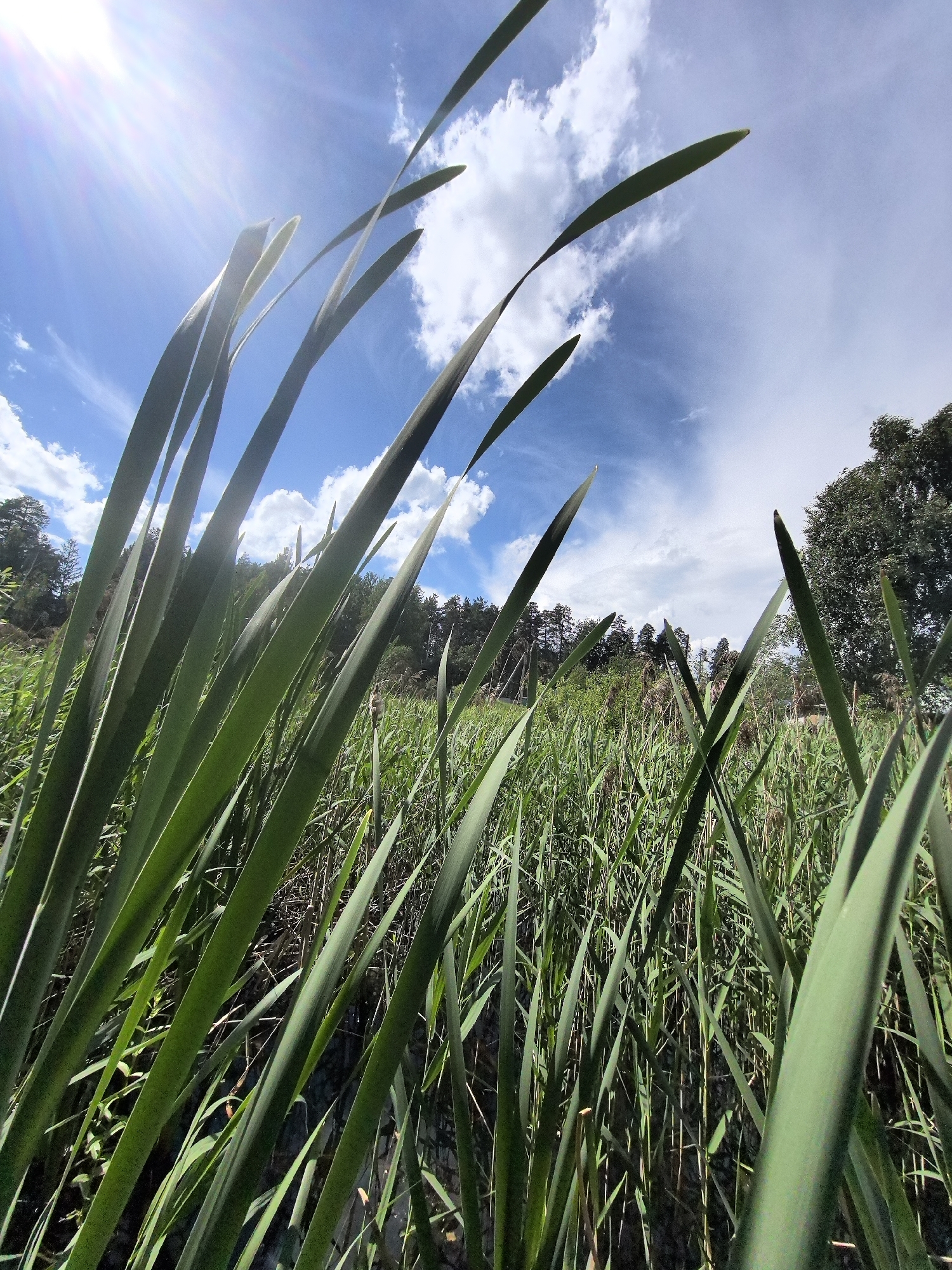 The image is a low-angle, wide-shot of reeds against a bright blue sky with wispy clouds. The sun is shining intensely, causing lens flare in the upper left portion of the frame. The reeds are predominantly green, with some dry, brown reeds visible in the background. The vegetation appears to be growing near a body of water. In the far distance, a line of trees forms the horizon. The image appears to be taken in Noviy, Russia, based on the metadata. No people are present in the scene.