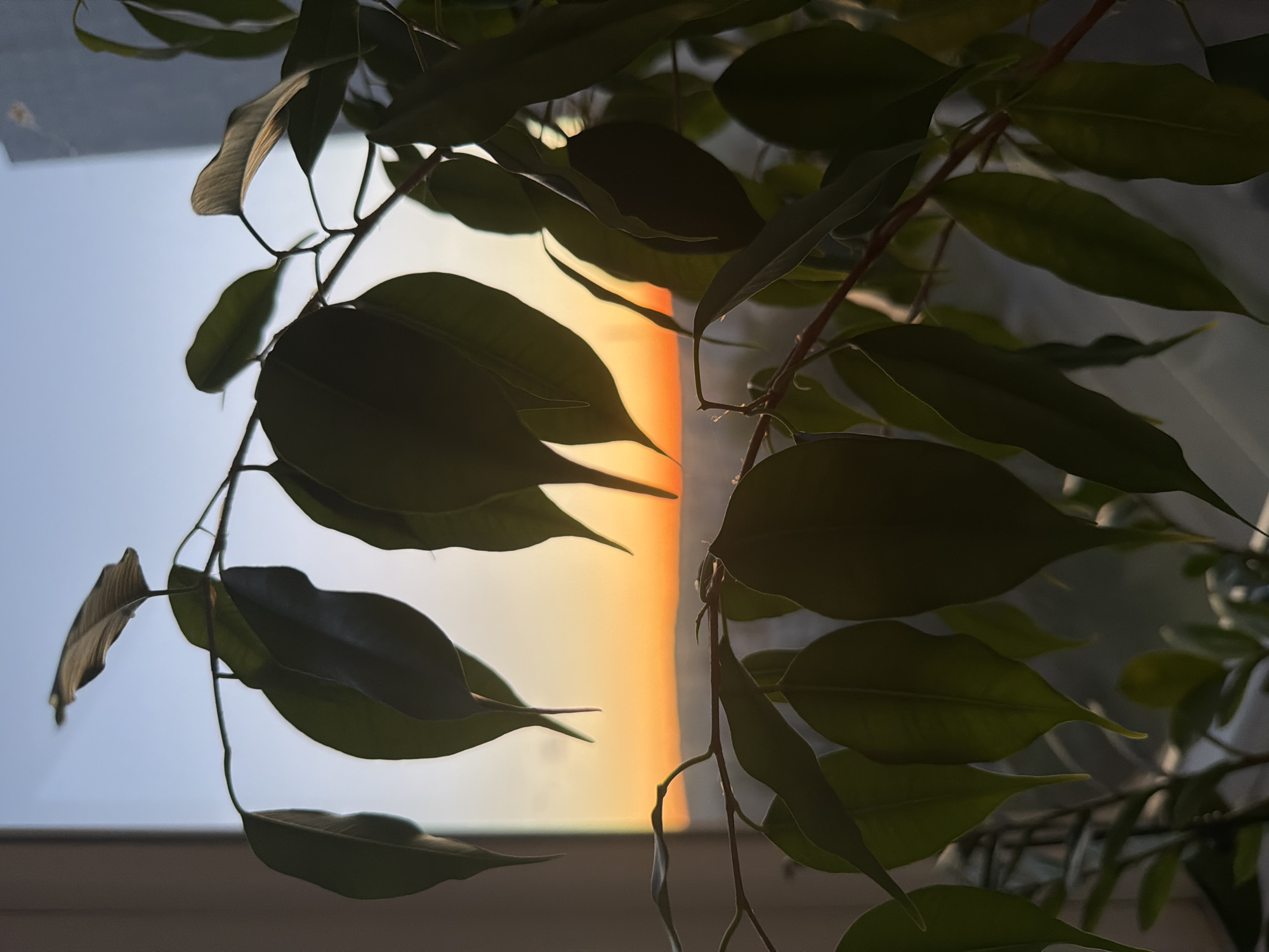 The image shows a close-up view of plant leaves against a window. The background is a gradient of colors, transitioning from a blue sky to an orange and yellow hue, suggesting either sunrise or sunset. The leaves are dark and silhouetted, with the light from the window creating highlights and shadows on their surfaces. The location is unknown, and no people, subjects, objects, actions, or interactions are visible other than the plant and the window scene.