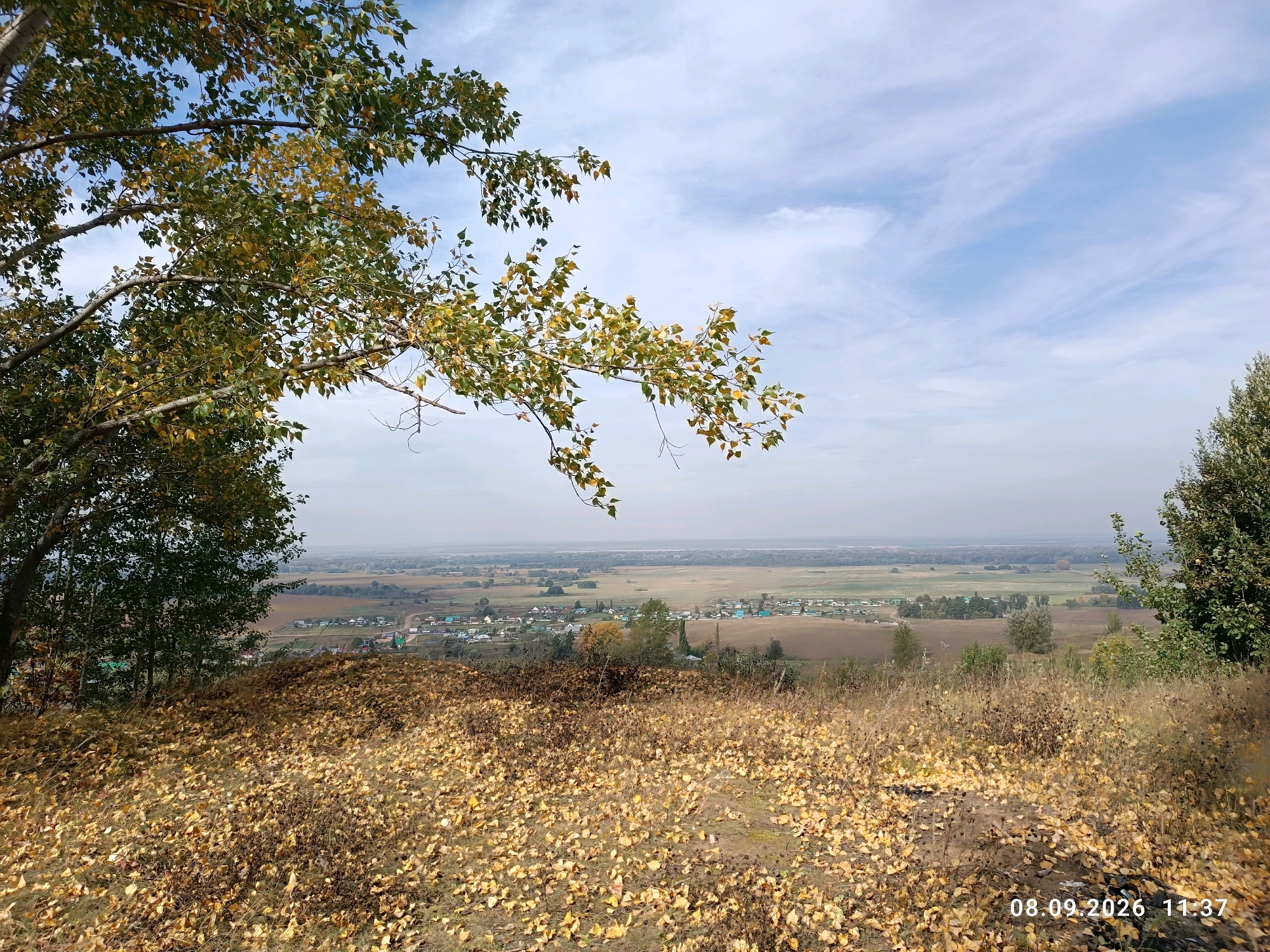 The image depicts an autumnal landscape with a village in the distance, likely Kutluguza, Russia, as indicated by the timestamp and inferred location. The foreground is dominated by a grassy slope covered with fallen yellow leaves. A large tree with partially yellowed leaves is prominent on the left, extending its branches into the upper left quadrant of the frame. In the mid-ground and distance, a rural settlement is visible, characterized by numerous houses with colorful roofs, scattered amongst fields and trees. The sky above is a pale blue with wispy white clouds. The overall scene suggests a serene, late summer or early autumn day. The timestamp in the bottom right corner reads "08.09.2026 11:37." There are no people or animals present in the image.
