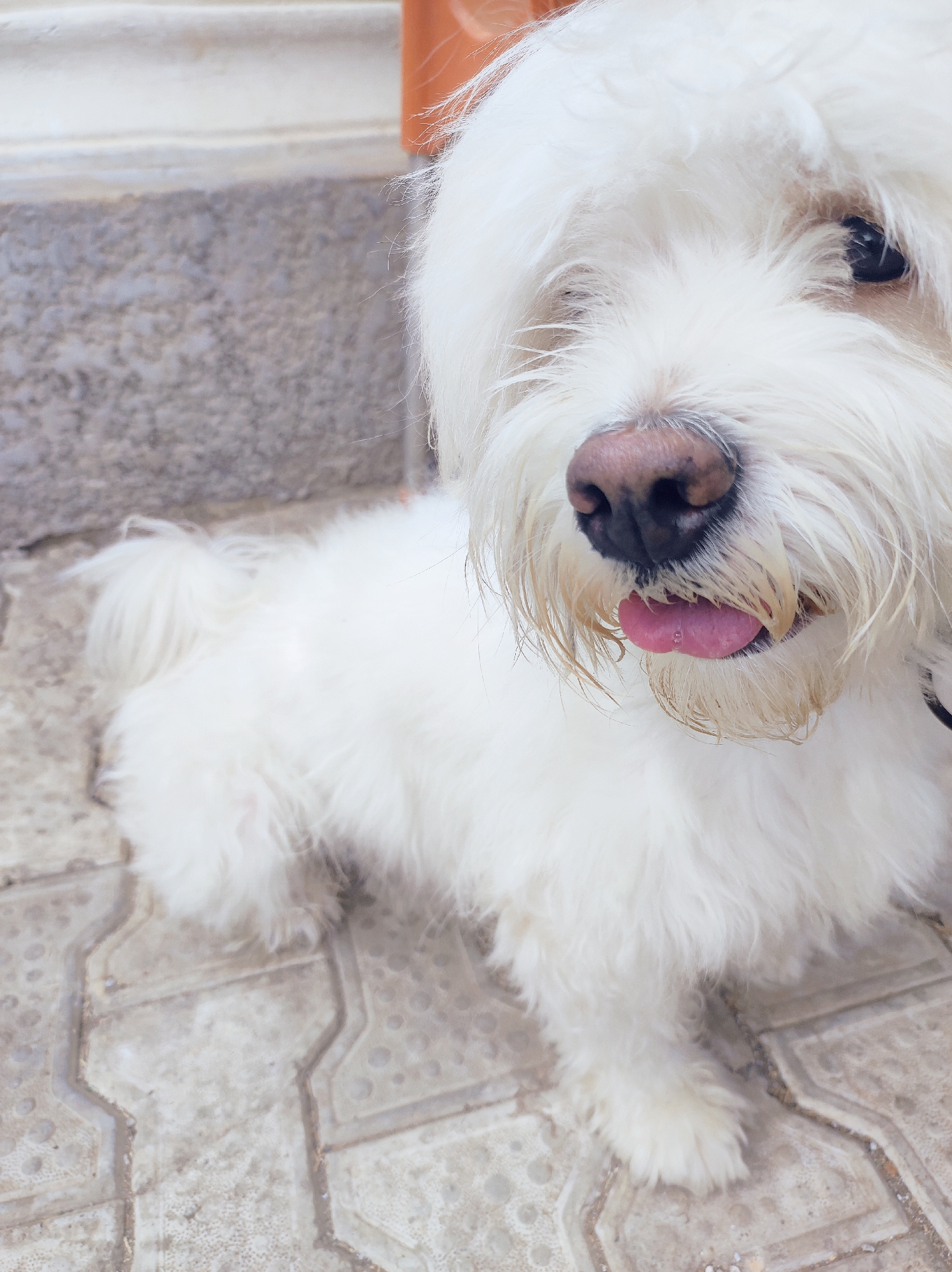 A fluffy, white dog, possibly a Maltese or similar breed, sits on a paved surface with geometric patterns. The dog's pink tongue is slightly visible, protruding from its mouth. The dog's fur appears to be slightly matted around its mouth. The background shows a gray wall and a partially visible orange object. The scene is well-lit. The location in Abuja, Nigeria is not deducible from the visible elements of the image.