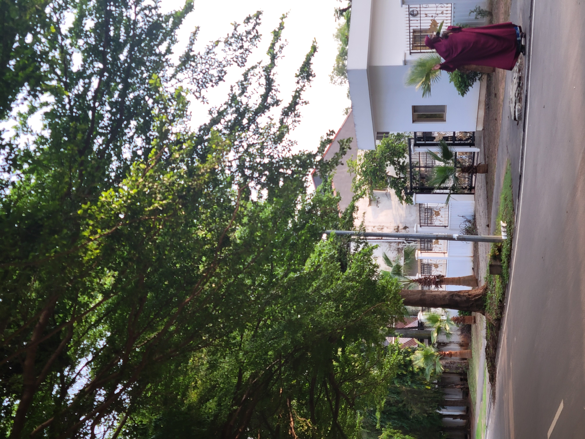 A person in a maroon abaya and head covering is standing on the sidewalk next to a modern white building with a dark-framed window. The person is facing away from the camera, with their left arm raised, holding a palm frond. The building is enclosed by a decorative black metal fence. A small palm tree is planted to the left of the building. The scene is lined with trees, including a large tree with a thick trunk to the left of the sidewalk, its branches extending over the road. The road in the foreground is asphalt with a white line marking the edge. In the background, there are more trees and fences, suggesting a residential or institutional area within Abuja, Nigeria. The sky is overcast and the lighting suggests late afternoon or early morning.