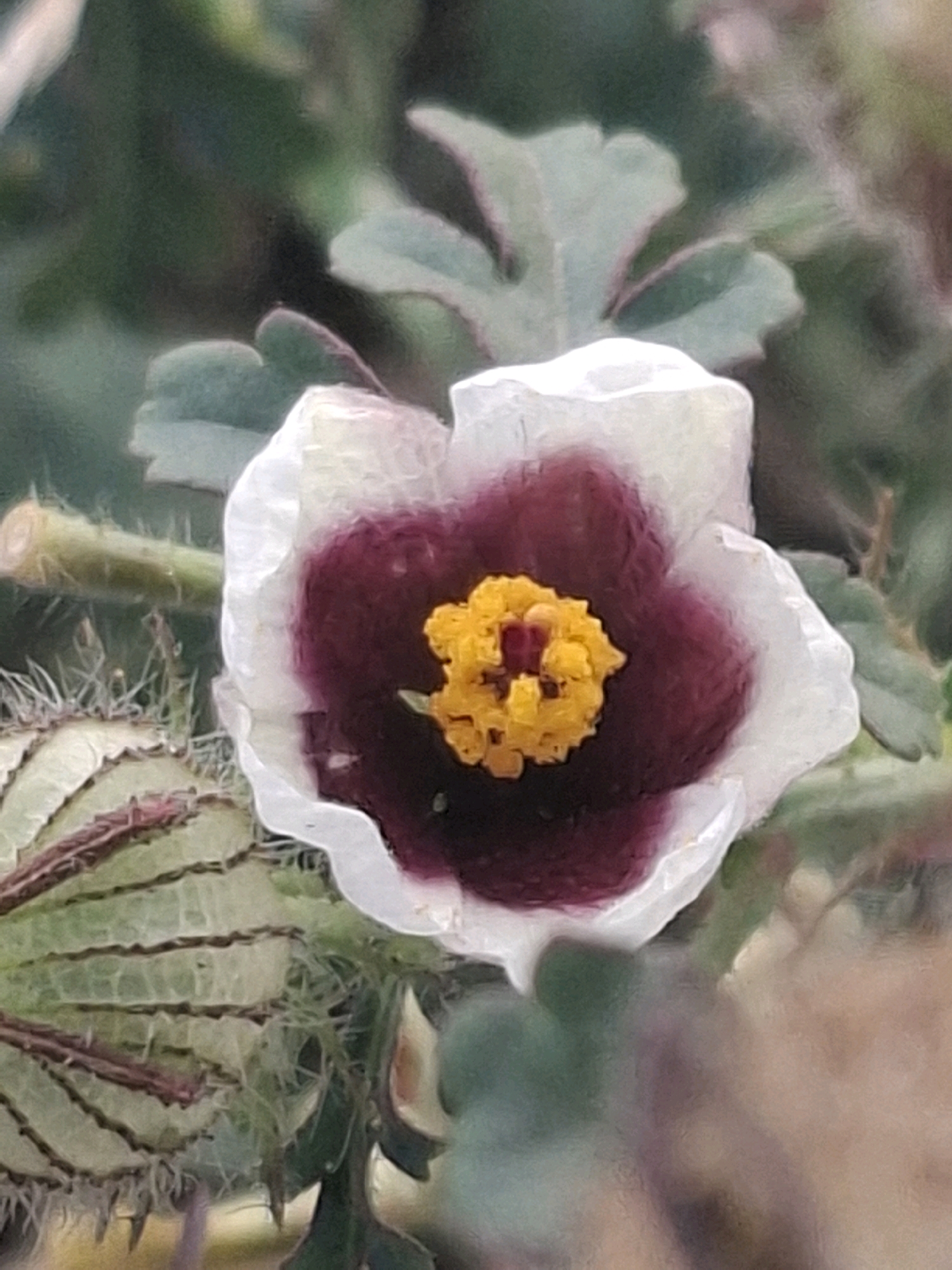 A close-up, slightly out-of-focus photograph features a single flower with white petals and a deep purple center. In the center of the purple area is a cluster of bright yellow stamen. To the left of the flower, a green, spiky seed pod is visible. The background is a blurred mix of green foliage and some brown elements, suggesting a natural outdoor setting. The lighting is soft and diffused. There are no people or human-made structures visible in the image, and no identifiable landmarks that would indicate a specific location within Almaty, Kazakhstan.