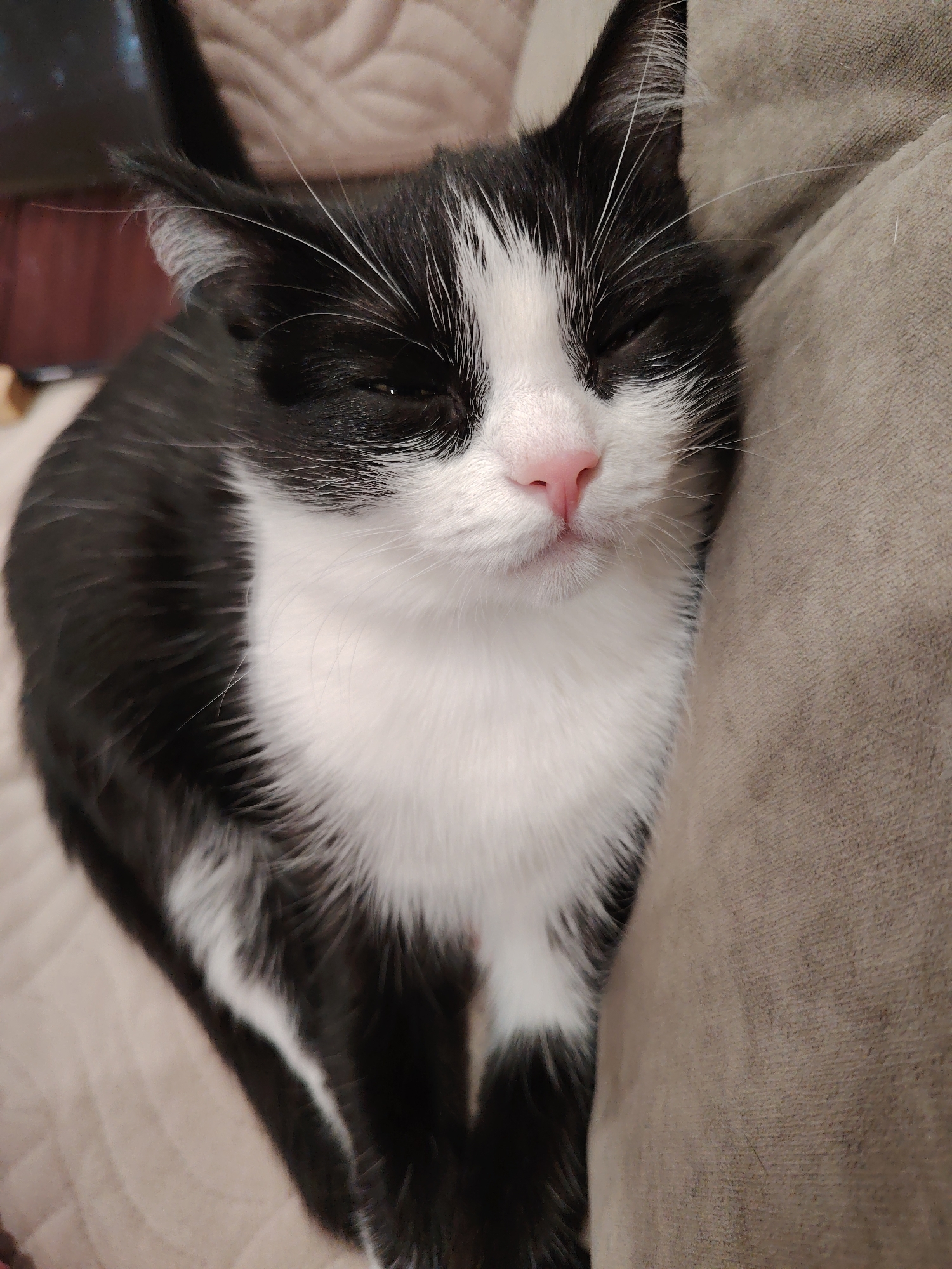 A black and white cat with a pink nose is sleeping on a couch. The cat's head is resting against the couch cushion. The cat is lying down, with its body facing the camera.