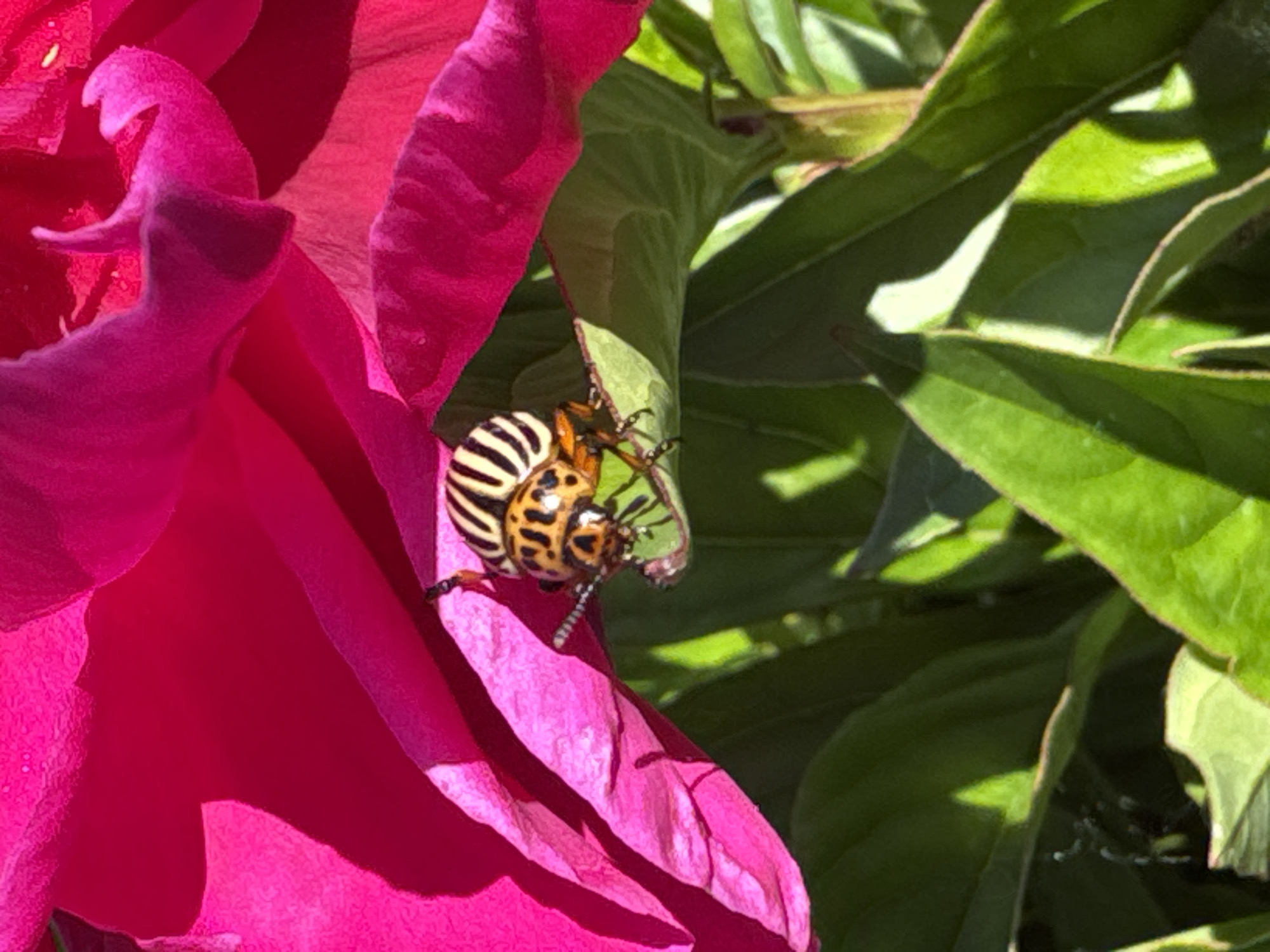 A close-up, eye-level shot shows a Colorado potato beetle on a leaf. The beetle is orange and black with stripes on its back. It is positioned on a green leaf, partially obscured by a vibrant pink flower petal. The background consists of more green leaves and stems, suggesting an outdoor garden or natural setting. The lighting indicates it is daytime, with sunlight casting shadows. The scene is devoid of human presence, and the focus is solely on the insect and flora.