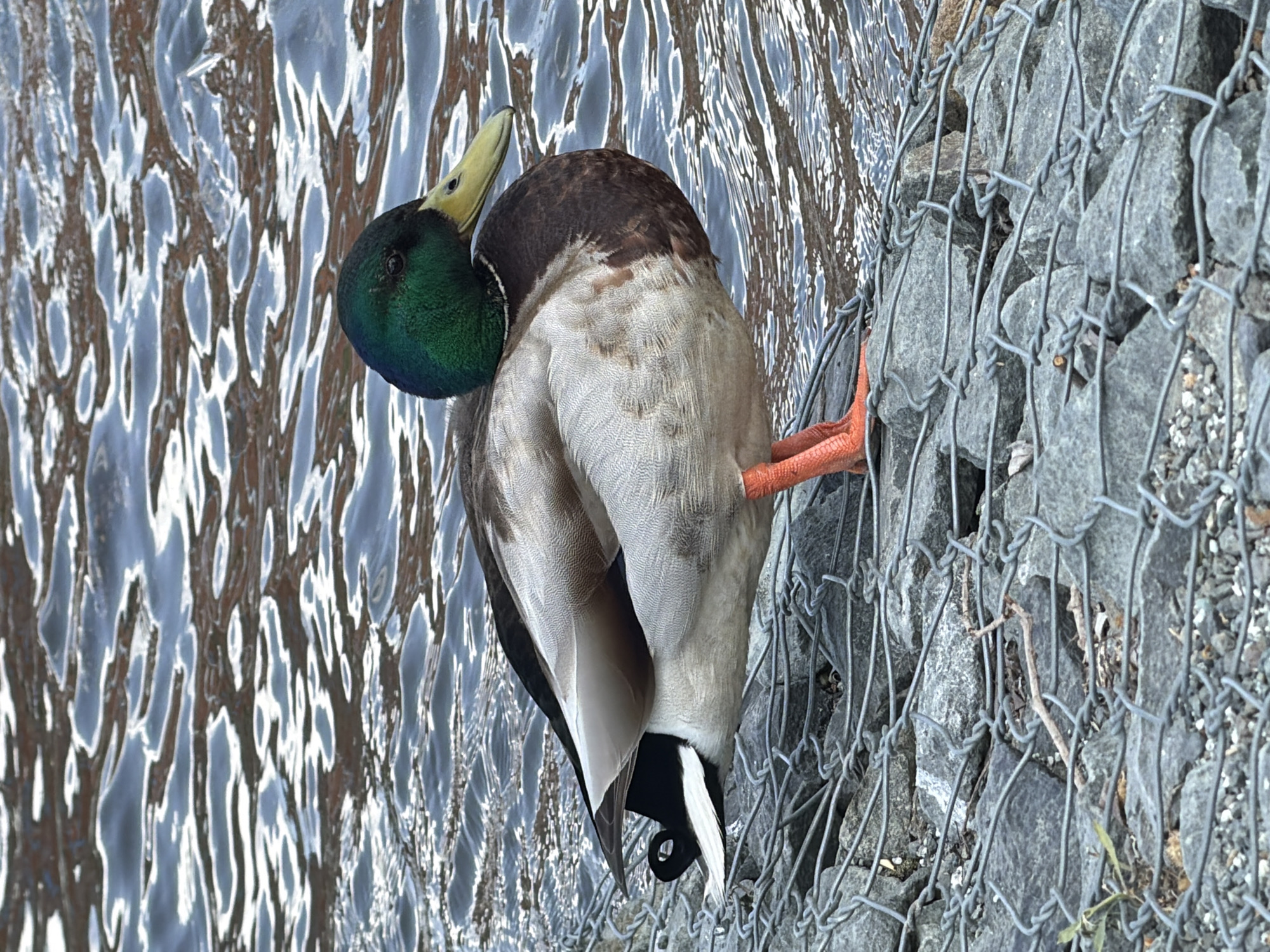 A mallard duck stands on a rock embankment on the bank of a body of water, likely a pond, lake, or river in Votkinsk, Russia. The duck is preening its feathers. The water has a rippled surface with light reflecting from it. The rock embankment is contained within a wire mesh. The duck's bright green head is visible, along with the yellow bill, brown feathers on its back, and orange feet. The tail feathers are also visible.
