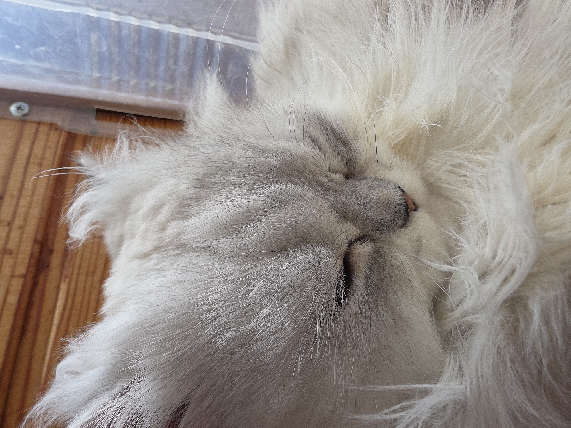 The image is a close-up, eye-level, medium shot of a fluffy white Persian cat sleeping. The cat's eyes are closed, and its face is turned slightly to the right. The cat's fur is very long and soft, with some grey tabby markings visible on its head and face. The background consists of wooden planks and a translucent plastic surface. There are no people or other animals present in the image. The scene appears to be indoors, possibly in a home environment. There is no information to indicate the location in the city of Novocheboksarsk, Russia.