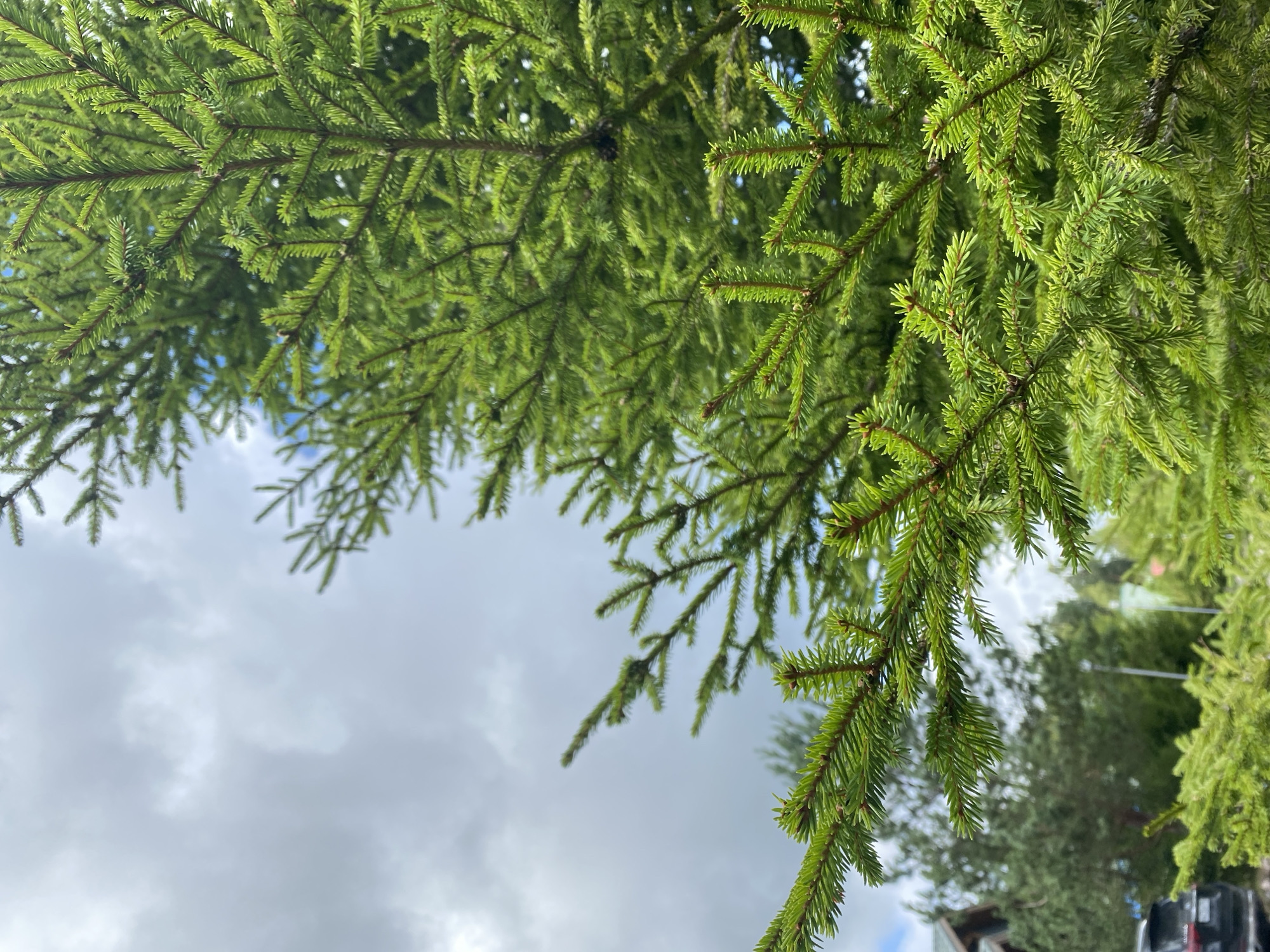 This is a close-up, vertical, outdoor, daylight photograph focused on the branches of a green coniferous tree, likely a spruce, in Krasnoflotskoe, Russia. The foreground is filled with the dense green needles of the tree, with some branches extending across the frame. The background features a cloudy sky, with patches of blue visible through the clouds. In the lower left portion of the image, a blurred view of a dark-colored SUV is partially visible, along with a portion of a building with a dark roof and a smaller coniferous tree in front of it. Further in the background, other trees and a lamppost are discernible, all out of focus. The scene appears to be set in a natural or semi-natural environment, possibly a yard or park area.