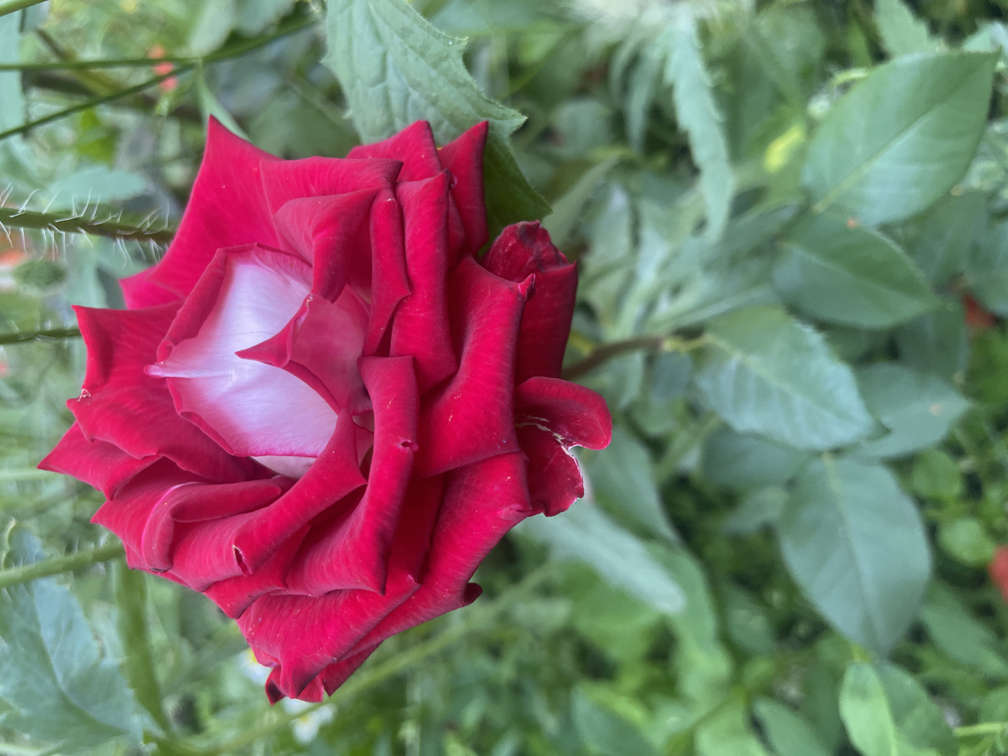 This media file is a close-up, eye-level photograph of a single, deep red rose in bloom. The rose is the primary subject, positioned slightly off-center to the left of the frame, with its petals unfurling. The inner petals transition to a lighter pink or white, creating a striking contrast. The rose is captured in sharp focus, showcasing the velvety texture and intricate folds of its petals.
The background is a soft-focus blur of lush green foliage, suggesting a garden setting. The leaves are a vibrant green, with some appearing slightly dew-kissed. A thorny stem is visible in the upper left corner, hinting at the natural growth of the rose bush. The lighting appears to be natural daylight, possibly morning or late afternoon, as there are no harsh shadows.
There are no people, text, or specific events depicted. The overall mood is one of natural beauty and tranquility. The location context is Dnipro, Ukraine.