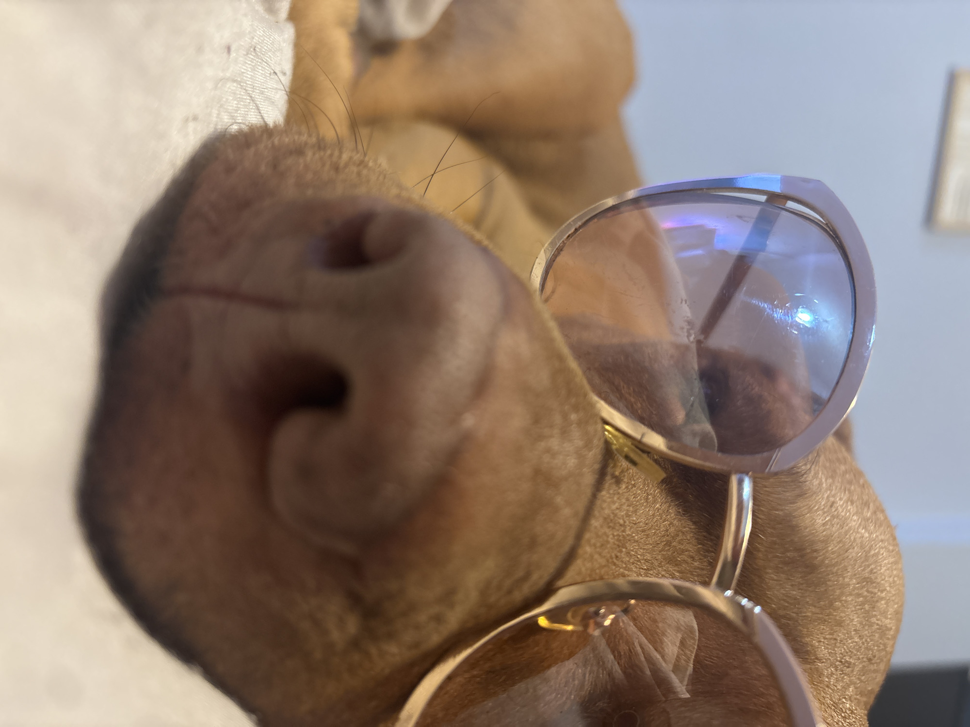 A close-up shot focuses on the snout of a brown dog, which is wearing gold-framed sunglasses. The dog's nose fills much of the left side of the frame. The sunglasses are positioned on the dog's face, and their lenses reflect ambient light. The background is out of focus. The location is impossible to determine from the visual information available.