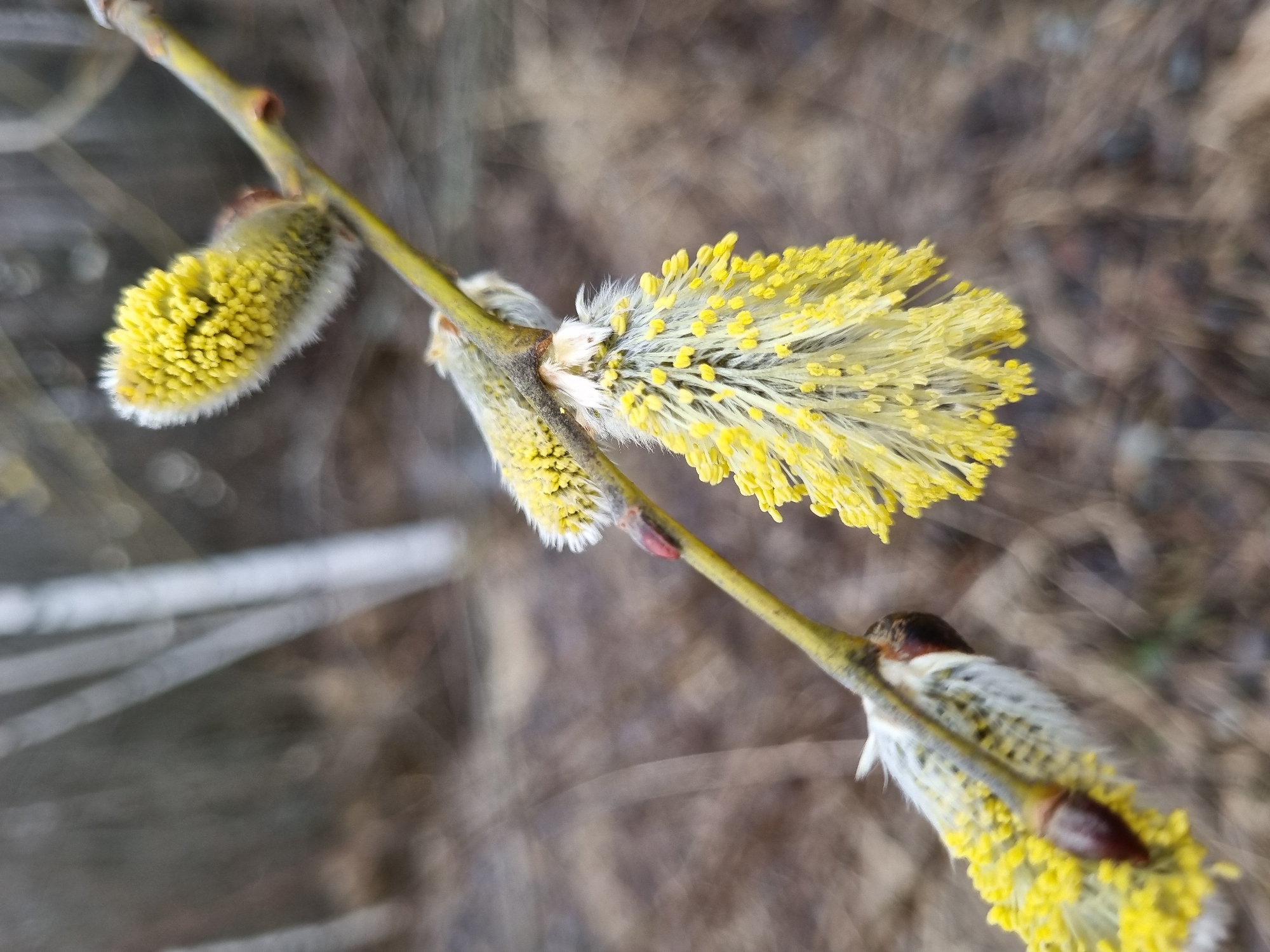 A close-up shot features a branch with several willow catkins in various stages of bloom. The background is a blurred mix of browns and grays, suggesting a natural, outdoor setting. The catkins are fuzzy, with some still enclosed in their gray husks and others fully open, displaying bright yellow stamens. The branch is slender and light brown, with small buds visible. The focus is sharp on the blooming catkins, highlighting their texture and color. There is no indication of the city of Kemul, Russia, or any human presence or interaction.