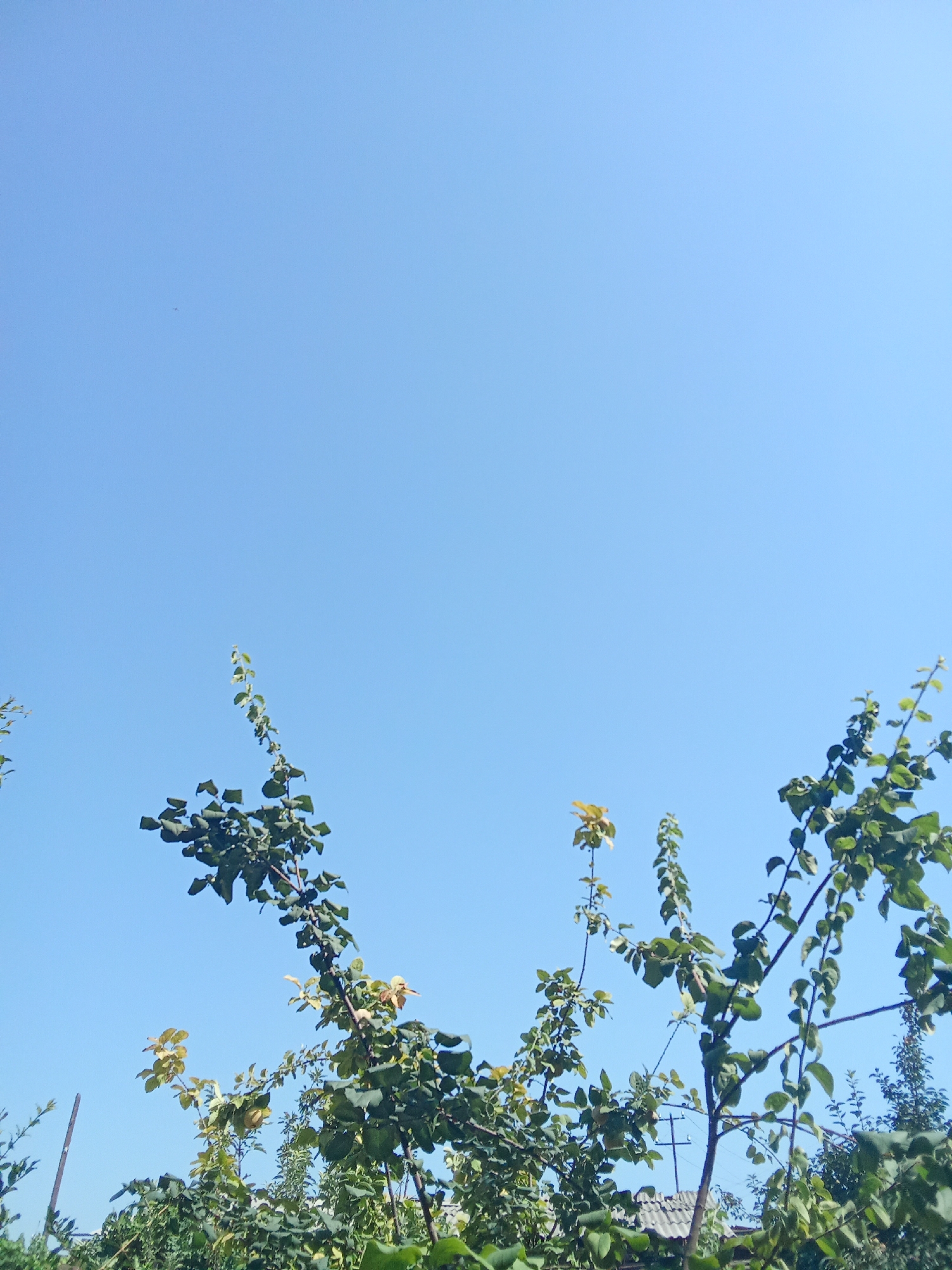 A low-angle shot shows a clear, bright blue sky with some green foliage from trees in the foreground. A few branches extend upwards into the sky, with most of them covered in lush green leaves. Some leaves appear lighter green or even yellowish, indicating variations in color or perhaps the early stages of autumn. The foliage is dense in places, obscuring the sky behind it. In the lower portion of the image, a glimpse of a grey, tiled roof is visible through the branches, suggesting the presence of a building. A thin, dark vertical pole or stake is also visible on the left side of the frame, amidst the greenery. The overall impression is one of a sunny day in an outdoor setting, likely a garden or park area within Fergana City, Uzbekistan.