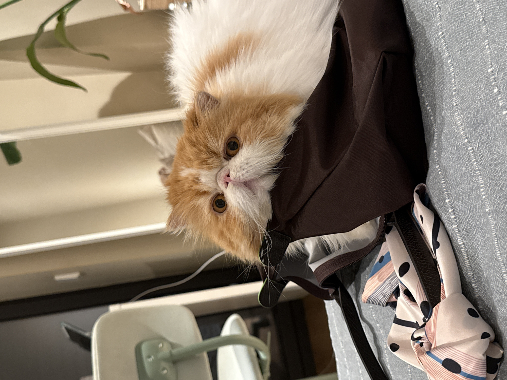 A close-up photograph shows a white and orange cat peering out of a brown handbag. The bag is on a gray textured surface. A polka-dot scarf is tied to the bag's handle. In the blurred background, parts of a white chair, plant, and shelf are visible. The setting is most likely indoors. The location cannot be determined to be Barcelona based on the image's content.