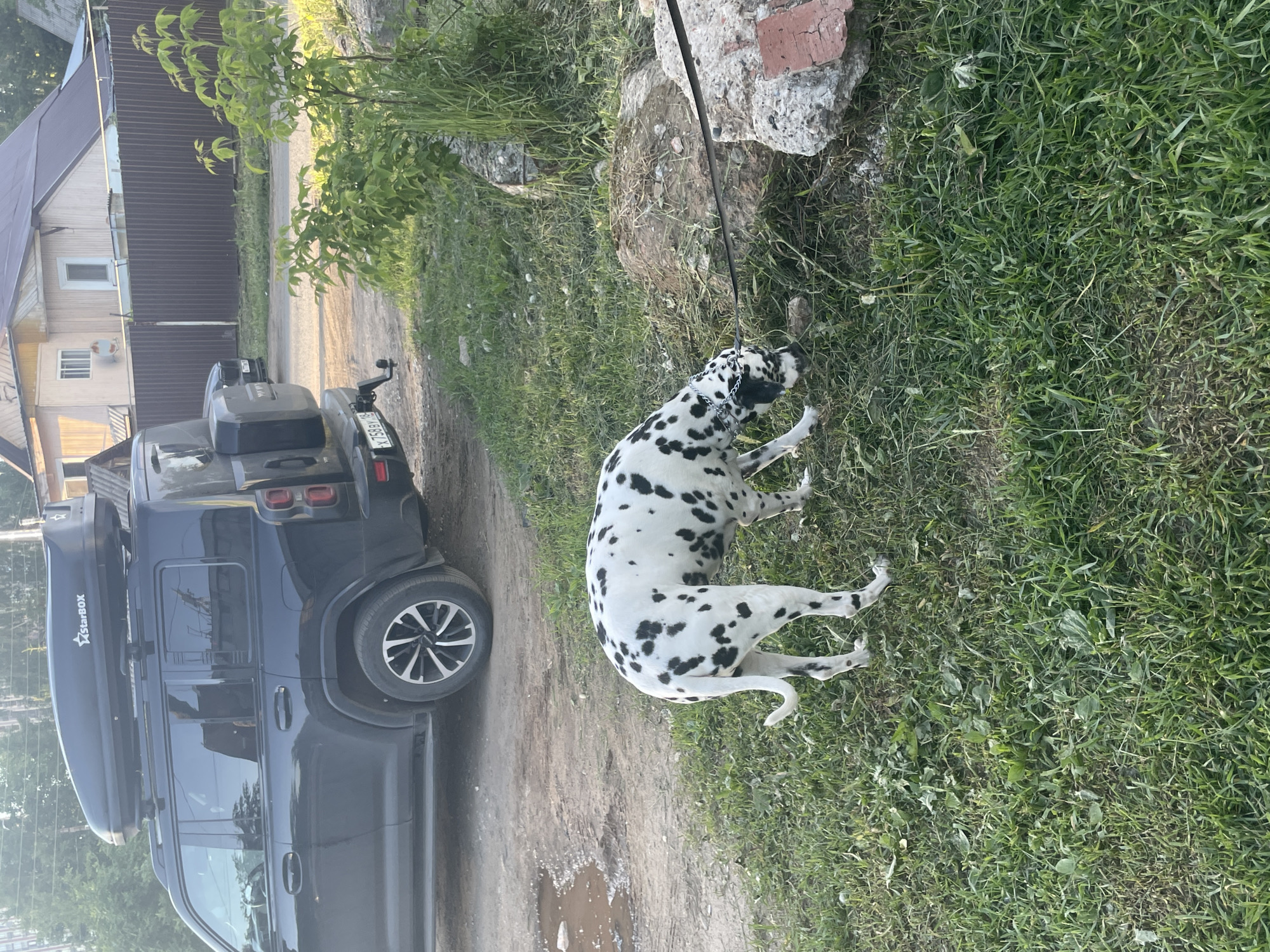 An outdoor scene captured during the daytime shows a Dalmatian dog lying in the grass next to a dirt path. The dog, with its distinctive white coat and black spots, is resting on its side, facing away from the camera, wearing a metal chain collar attached to a black leash that extends towards some rocks.
To the left of the dog, parked on the dirt path, is a dark-colored SUV. The vehicle is equipped with a black roof cargo box, clearly displaying the brand "StarBox." A partial view of the rear license plate is visible, showing the Cyrillic characters "AX 358 XY," consistent with Russian registration plates, aligning with the given location context of Izhevsk, Russia.
In the background, a house with light-colored siding and a dark roof is visible behind a tall, brown corrugated metal fence. Windows and an air conditioning unit can be seen on the house's exterior. Lush green grass covers the foreground and extends into parts of the background, with some taller bushes or small trees present near the fence and scattered rocks. A small puddle of water is present on the dirt path near the SUV's front wheel. The lighting suggests a bright day, possibly morning or late afternoon, creating a calm and peaceful atmosphere with no people visible.