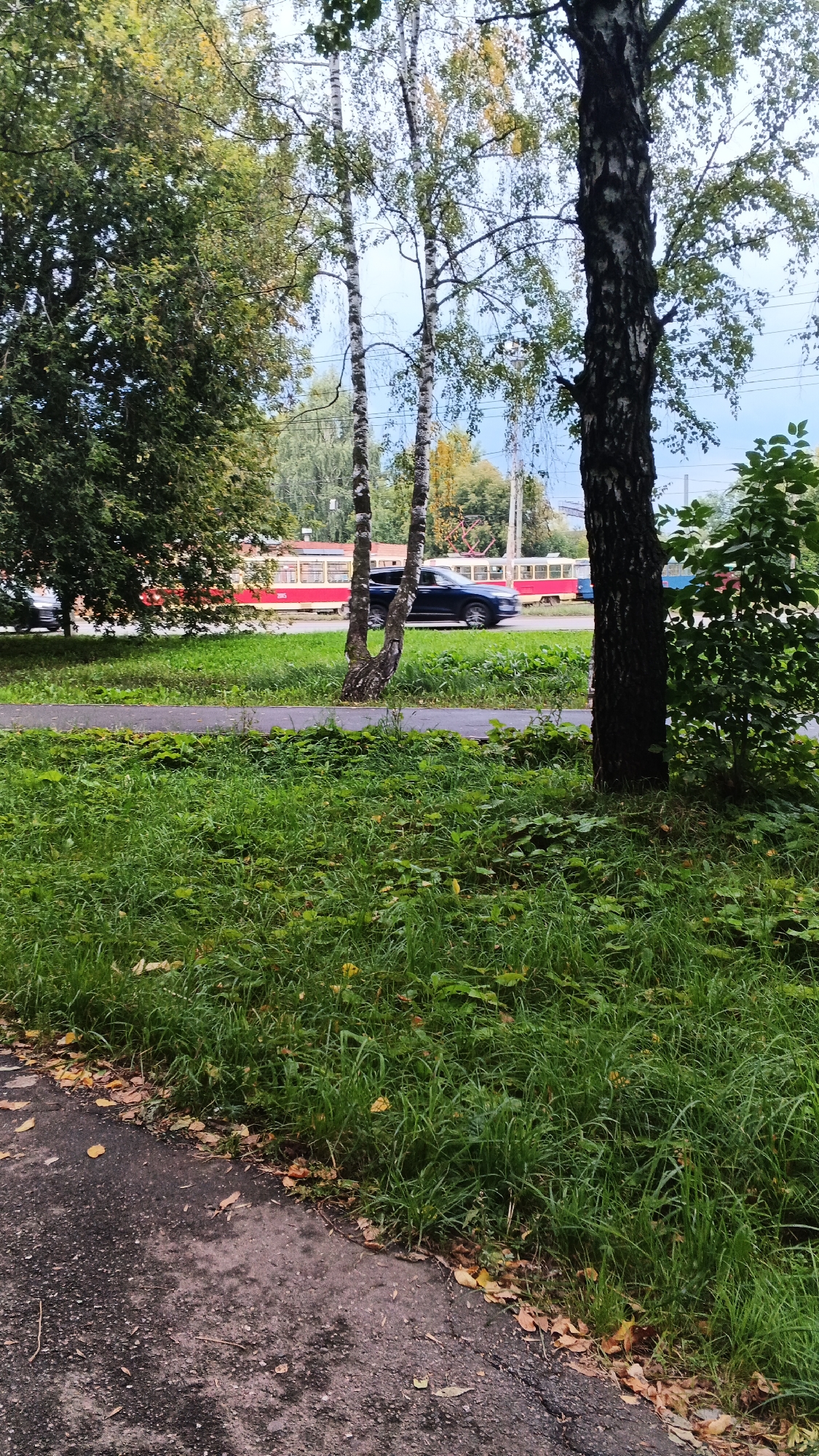 This image depicts a street scene in Izhevsk, Russia, likely during the daytime under an overcast sky. In the foreground, a patch of green grass with scattered fallen leaves lines a gray asphalt pathway. Beyond the pathway, a road is visible, on which a red and yellow tram is traveling. To the right of the tram, a dark blue SUV is also in motion. Several birch trees with distinctive black and white bark are positioned throughout the scene, with lush green foliage. In the background, more trees and some distant structures are visible, suggesting an urban or suburban environment. The overall impression is that of a quiet, everyday moment in a city with a blend of nature and infrastructure.