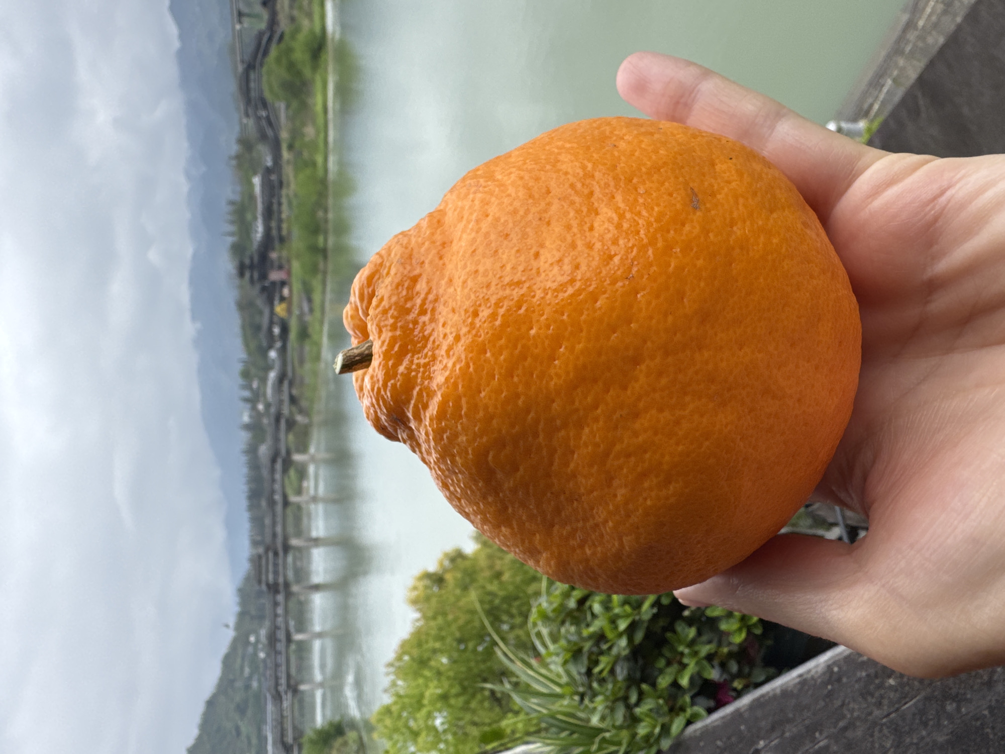 A hand holds an orange in front of a scenic view in Zhuoshui, China. The orange is large, round, and textured. The background features a river, a bridge, mountains, and buildings. The sky is overcast. Green vegetation is visible in the lower part of the image.