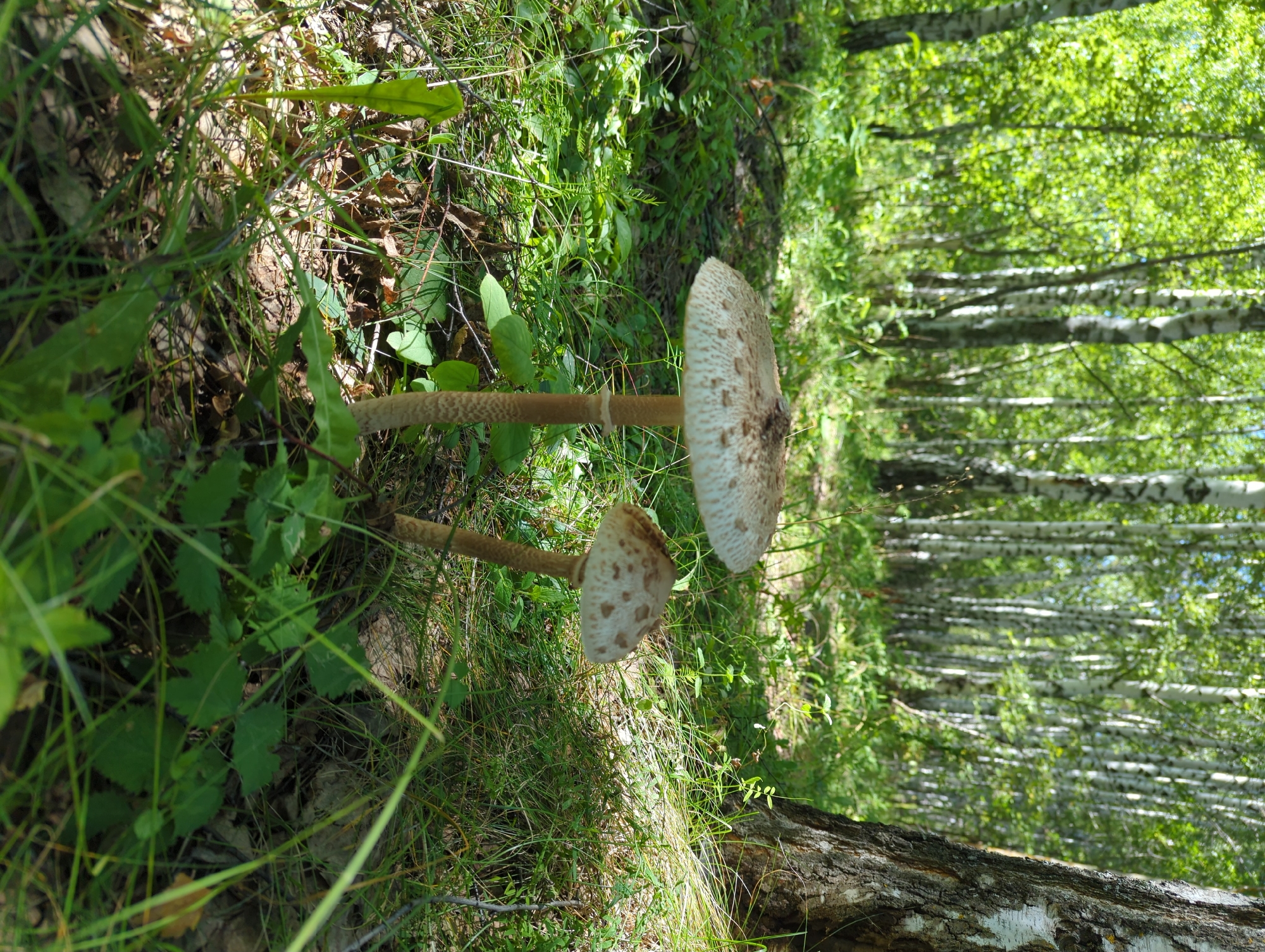 Two parasol mushrooms stand upright in a sun-dappled forest clearing. The larger mushroom is in the foreground, to the left, with a wide, speckled cap and a tall, textured stem. To its right and slightly behind it, a smaller, similarly shaped mushroom grows. The mushrooms are surrounded by lush green grass, fallen leaves, and other low-lying vegetation. In the background, a dense grove of birch trees with their characteristic white bark creates a bright, leafy canopy. A large tree trunk, likely also a birch, is visible on the right side of the frame, its rough bark contrasting with the smooth white trunks of the trees in the background. The overall impression is of a natural, tranquil forest environment in Yashel'cha, Russia.