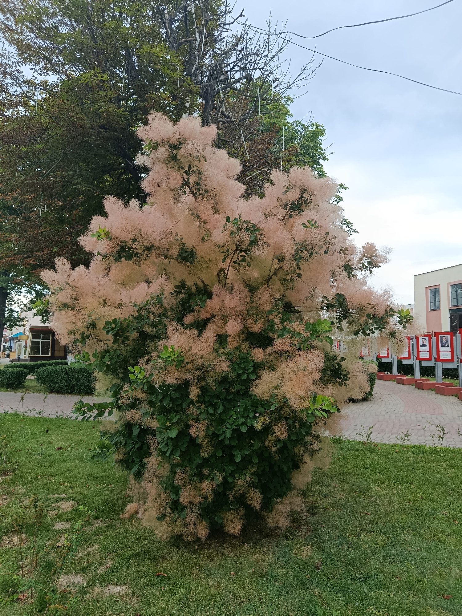A smoke bush tree with light pink, fluffy blooms is featured prominently in the foreground of this image, taken in the city of Zhlobin, Belarus. The tree is lush and full, with dark green leaves visible beneath the blooms. To the right of the tree, a paved walkway with a red border curves away into the background. Along the walkway, several framed portraits are displayed on poles, suggesting a memorial or exhibition. In the distance, a building with light-colored walls and pink trim is partially visible. The area surrounding the tree is covered in green grass. In the background, behind the smoke bush, there are other trees and what appears to be a building or structure. The sky is overcast and light gray. The overall scene suggests an outdoor public space, possibly a park or a town square, in Zhlobin.