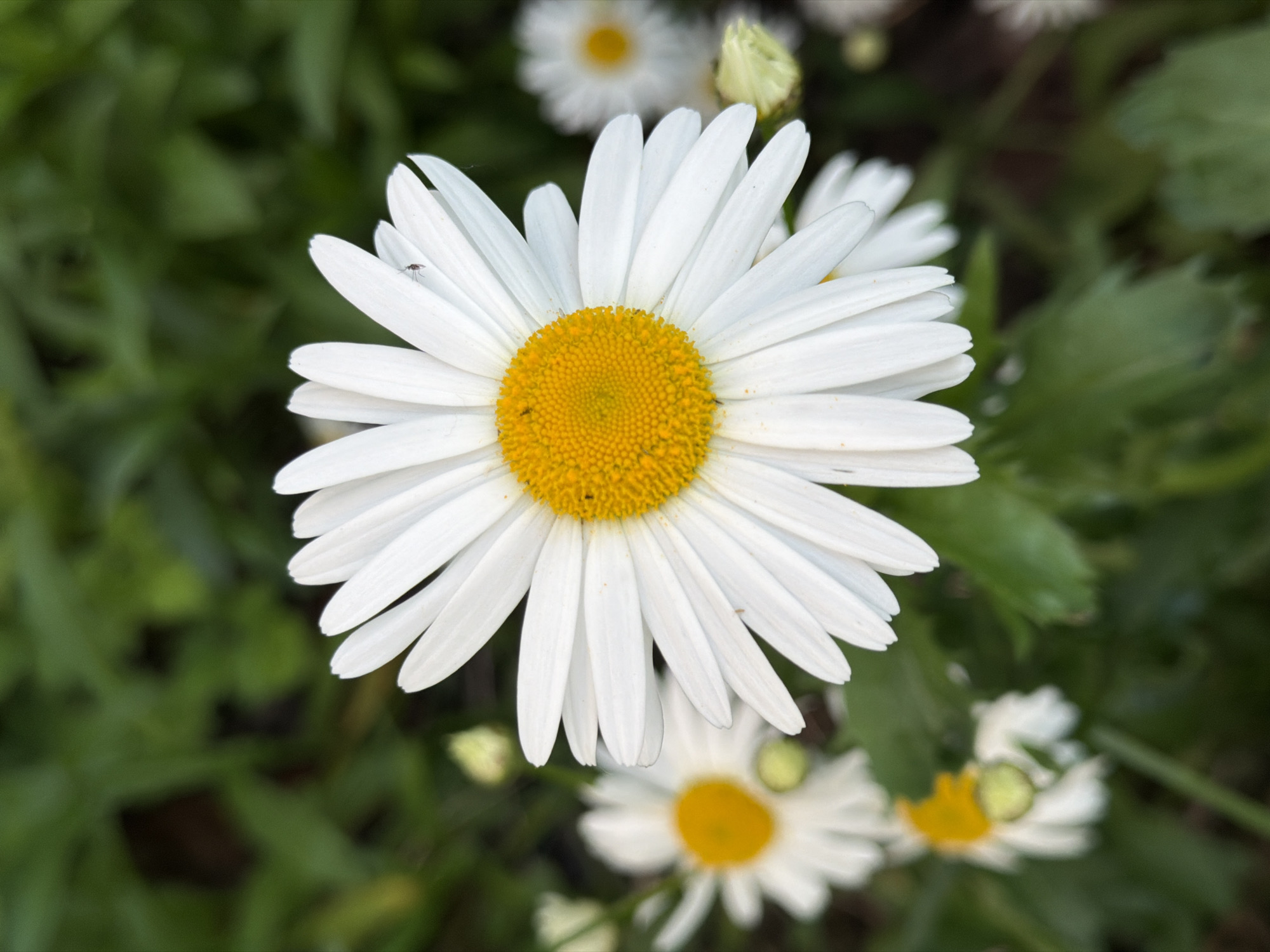 In this close-up, medium shot, a cluster of white daisies with bright yellow centers dominates the frame. The largest daisy is positioned in the foreground, its petals radiating outward. A tiny insect is visible on one of its white petals. In the background, out of focus, are more daisies, some in bloom and others appearing as buds. The overall environment is a lush, green garden, with dappled sunlight suggesting it's outdoors during the day. The scene is peaceful and natural.