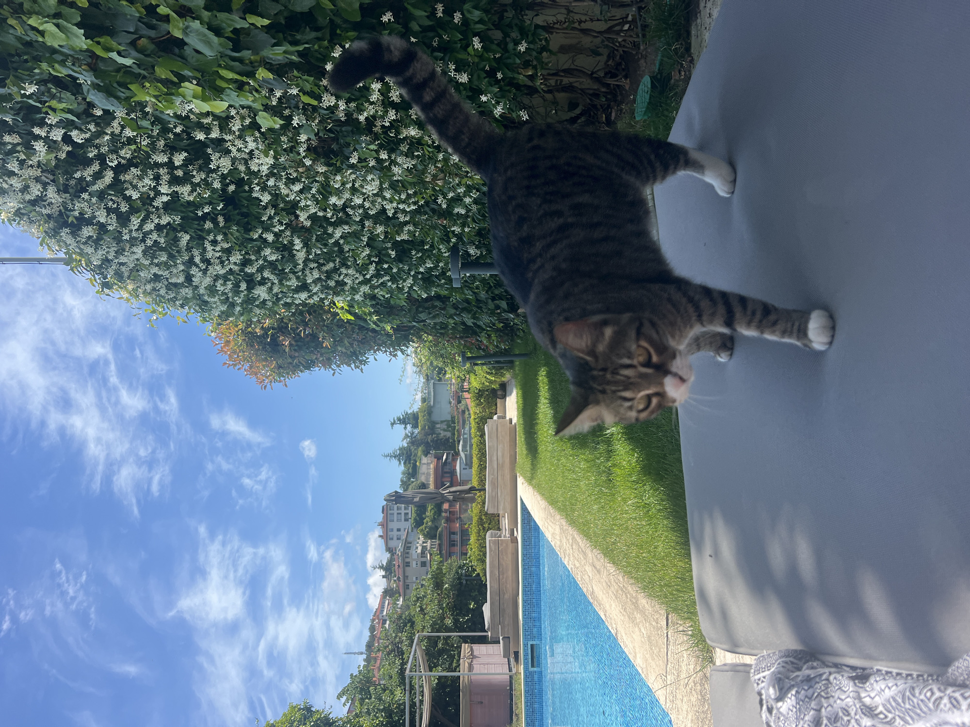 A tabby cat with white paws stands on a gray outdoor cushion in a yard with a swimming pool and a wall covered in white flowering vines. The sky is blue with wispy clouds. Buildings are visible in the background, suggesting an urban or suburban setting. The swimming pool is turquoise and appears to be an in-ground pool with a concrete edge. Lush green grass surrounds the pool and cushion. A large umbrella and lounge chairs are visible near the pool. The overall scene suggests a sunny day in a private outdoor space.