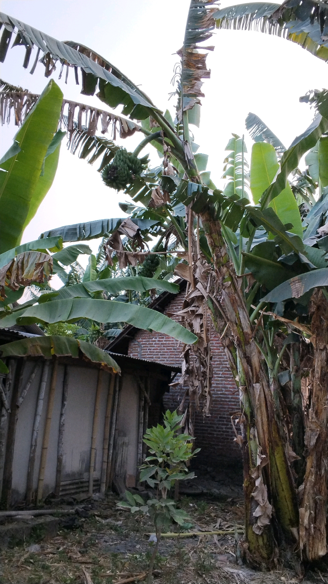 In the city of Penompo, Indonesia, a scene unfolds featuring a cluster of banana trees with ripe green bananas hanging from one. The trees are abundant with large, green leaves, some of which are dried and tattered, indicating maturity or the effects of the elements. In the background, a humble dwelling is visible. One section of the dwelling appears to be constructed with a light-colored, possibly concrete or plastered wall, reinforced by vertical bamboo poles. Adjacent to this is another part of the building constructed with red brick. The ground surrounding the banana trees and the dwelling is covered with dry leaves, dirt, and scattered debris, suggesting a rural or semi-rural environment. Two young trees with green leaves stand in the foreground, adding to the lushness of the vegetation. The sky above is bright and overcast, suggesting a daytime scene. The overall impression is one of a tropical, lived-in space with an emphasis on natural growth.