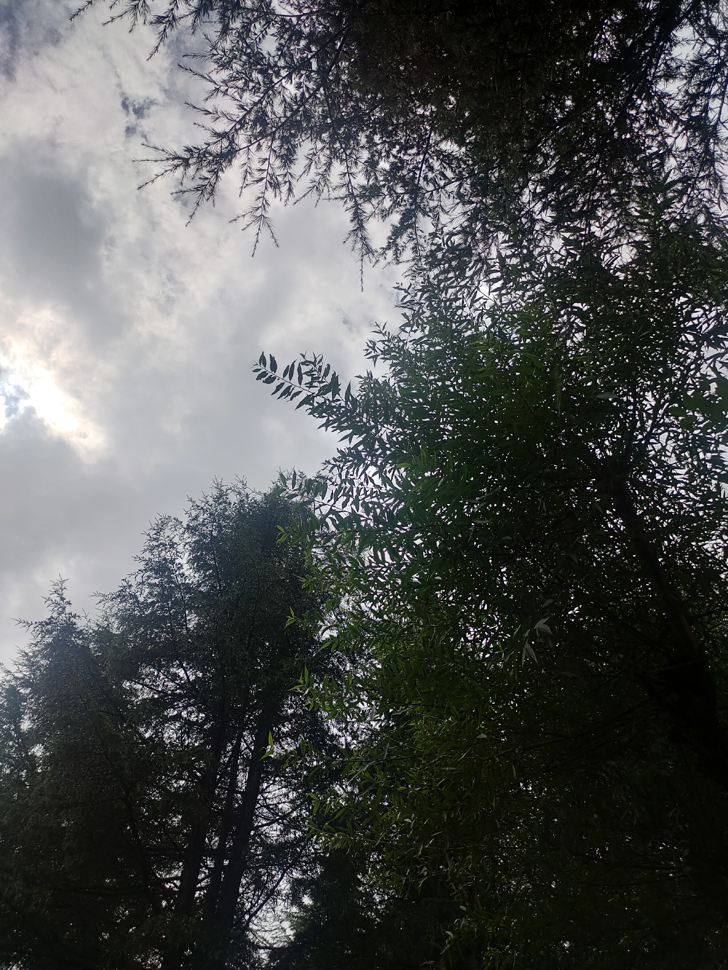 The image, taken from a low angle in Manali, India, shows a dense canopy of trees against a cloudy sky. The foreground is dominated by the dark silhouettes of various trees, their branches and leaves creating a textured pattern. On the left side of the frame, the sky is visible through gaps in the foliage, with sunlight peeking through the clouds, casting a soft glow. The overall impression is one of being immersed in a forest or grove, with the sky serving as a backdrop to the lush greenery.