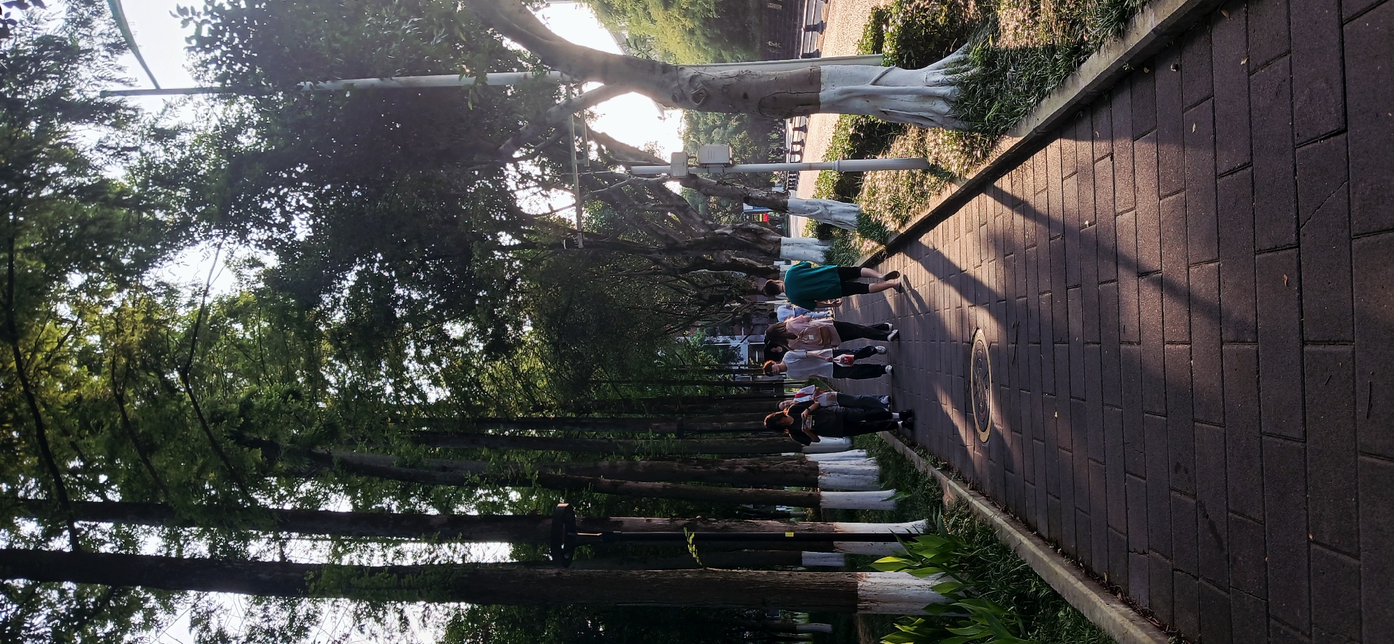 The image depicts a sidewalk in the Chongqing High-tech Zone, China, lined with trees. The trees are painted white at the bottom. A group of people is walking along the sidewalk. The sidewalk is made of brick. The sun is shining through the trees, casting shadows on the sidewalk. There is a manhole cover on the sidewalk. The sidewalk is next to a grassy area.