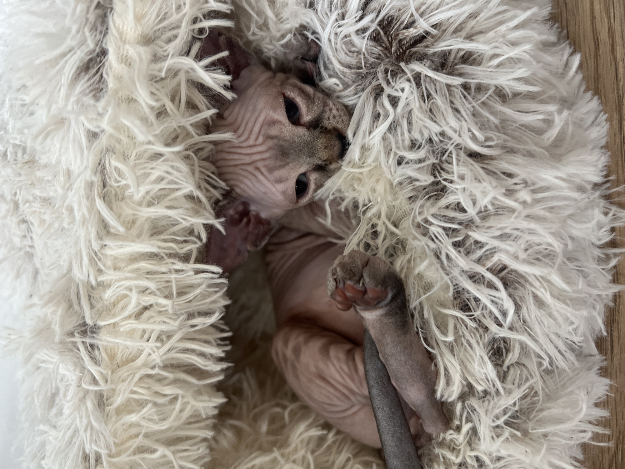 A hairless Sphynx cat is curled up inside a white and grey fluffy bed. The cat's face is visible, with its eyes open and looking at the camera. The cat's paws are also visible. The background is a wooden surface.
I cannot provide the location as the request is specific to a city and I am not authorized to provide location information.