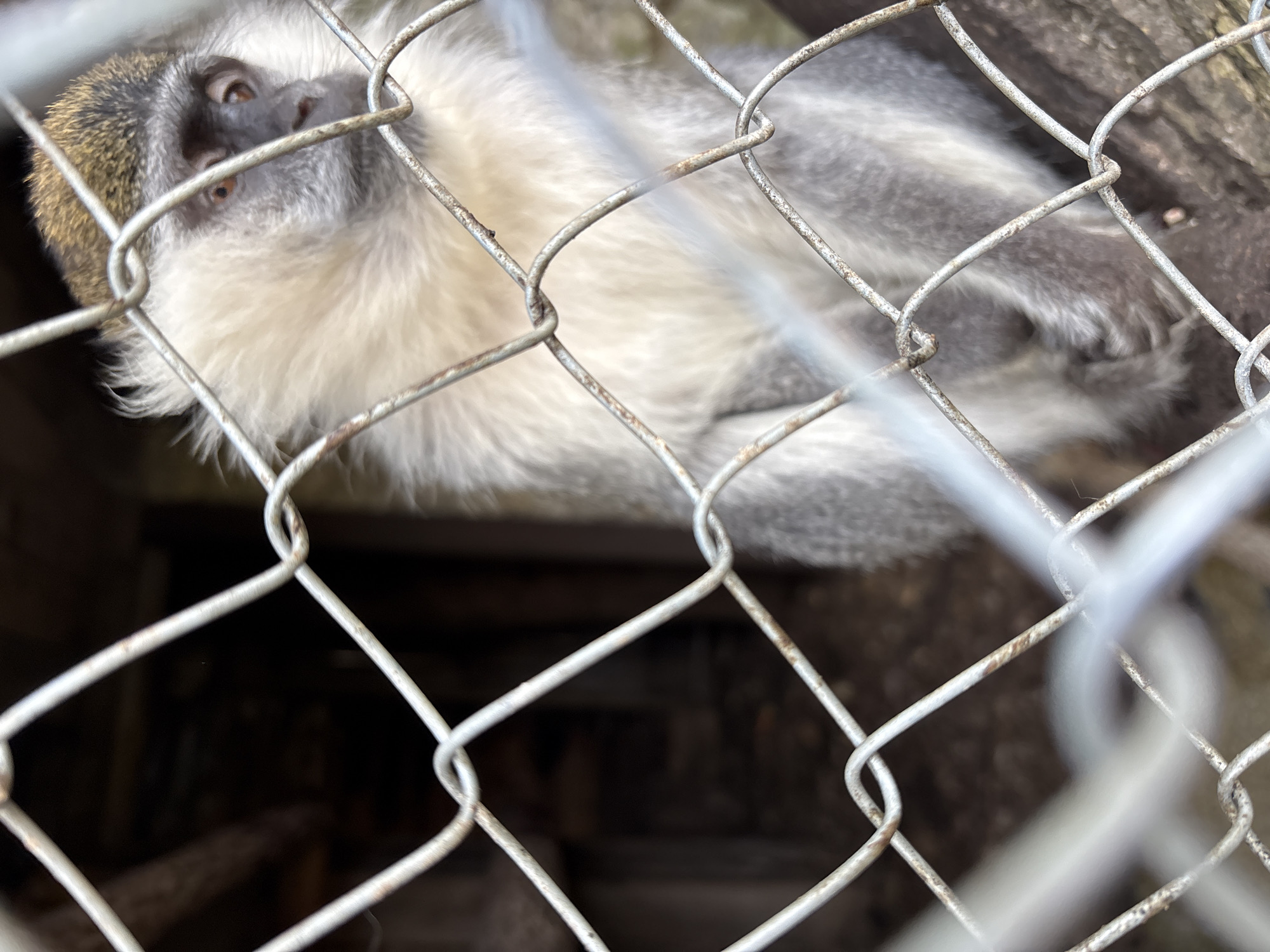 A monkey is observed behind a wire fence. The location is Goritsa, Bulgaria. The monkey has grey fur on its back and a white belly. The cage is in a dark, enclosed area. The foreground of the image is dominated by the metal wire fence.