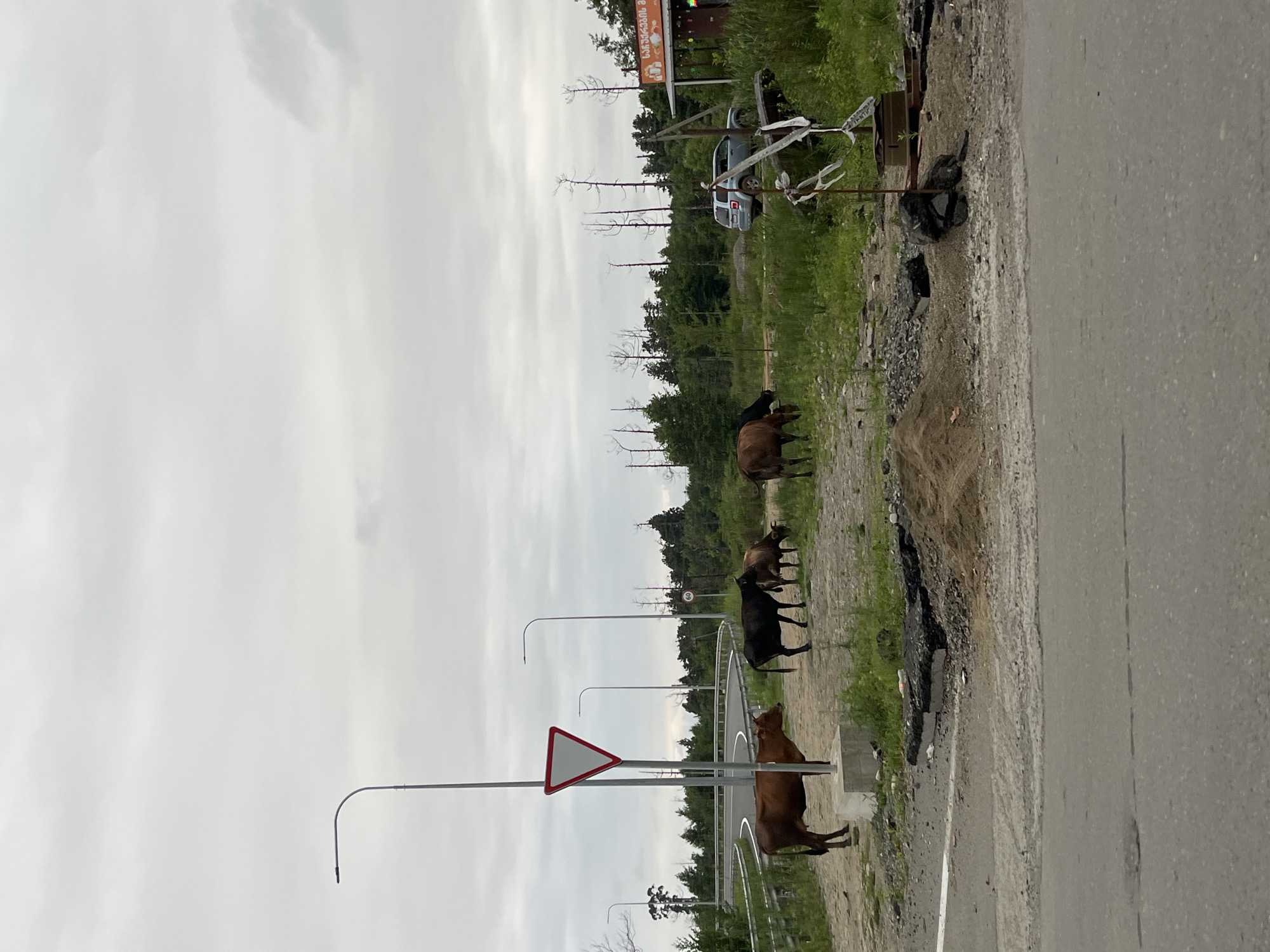 In Ureki, Georgia, on a cloudy day, a herd of cows grazes near a construction site. The scene is set against a backdrop of a winding road with streetlights and a dense forest. A blue SUV is parked near a small roadside shop, its sign featuring Georgian script. The ground is littered with debris, including broken asphalt and piles of sand, indicating ongoing roadwork. A yield sign is prominently displayed near the road. The overall impression is one of rural life interrupted by development, with cows freely roaming in an unusual setting.