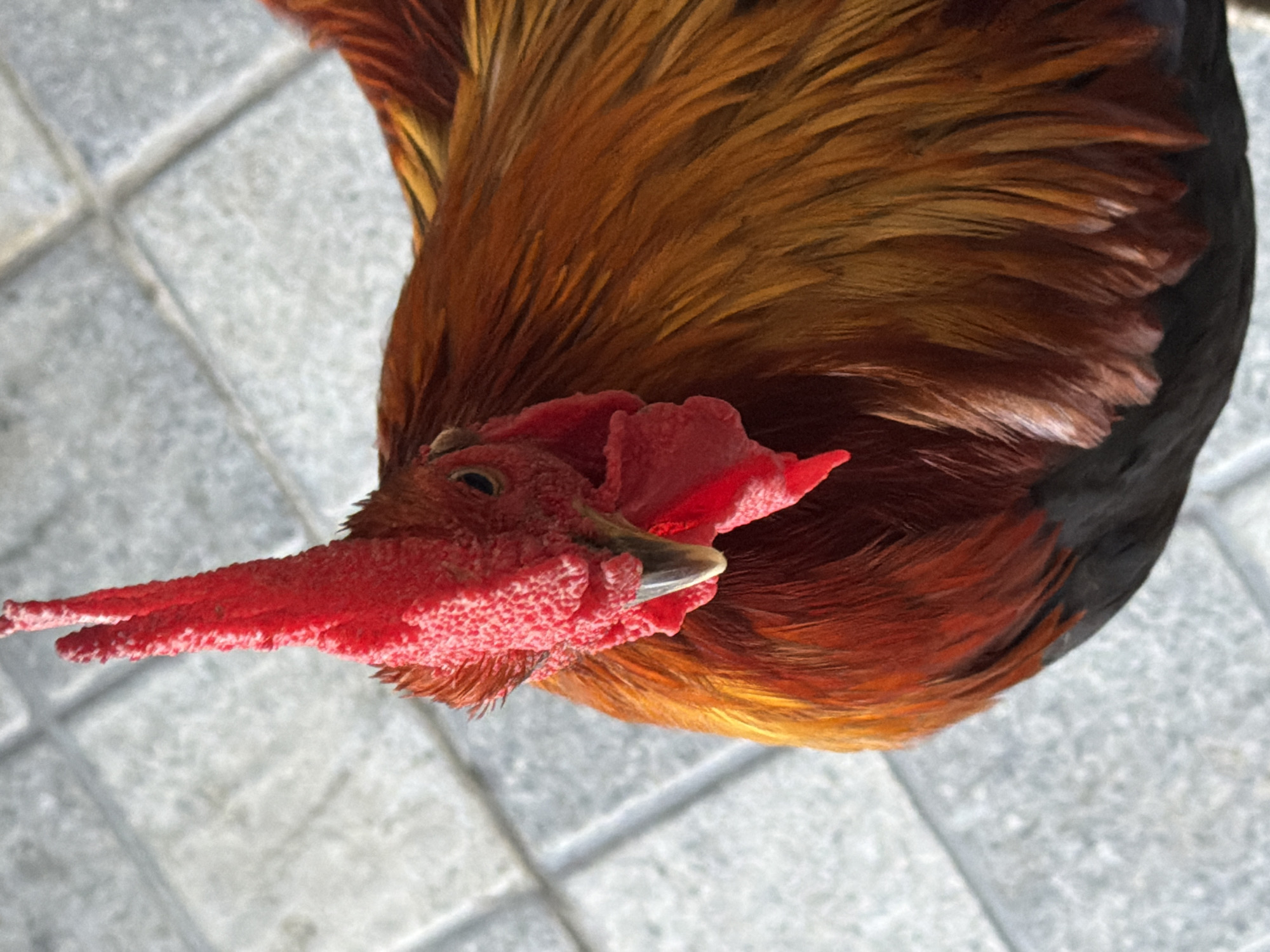 This is a close-up, eye-level, vertical shot of a rooster's head and upper body, set against a gray, tiled surface, likely a pathway or courtyard. The rooster is predominantly orange and red, with a vivid red comb and wattles. Its eye is visible, dark and beady. The plumage is detailed, showing individual feathers with a mix of deep red, bright orange, and hints of yellow. The background consists of light gray square tiles, arranged in a grid pattern, with some shadow and light play indicating outdoor lighting. The image appears to be taken in Baan Bo Phut, Thailand, as suggested by the context, possibly in a domestic or semi-rural setting where such poultry might be found. There are no people or explicit actions depicted beyond the presence of the rooster.