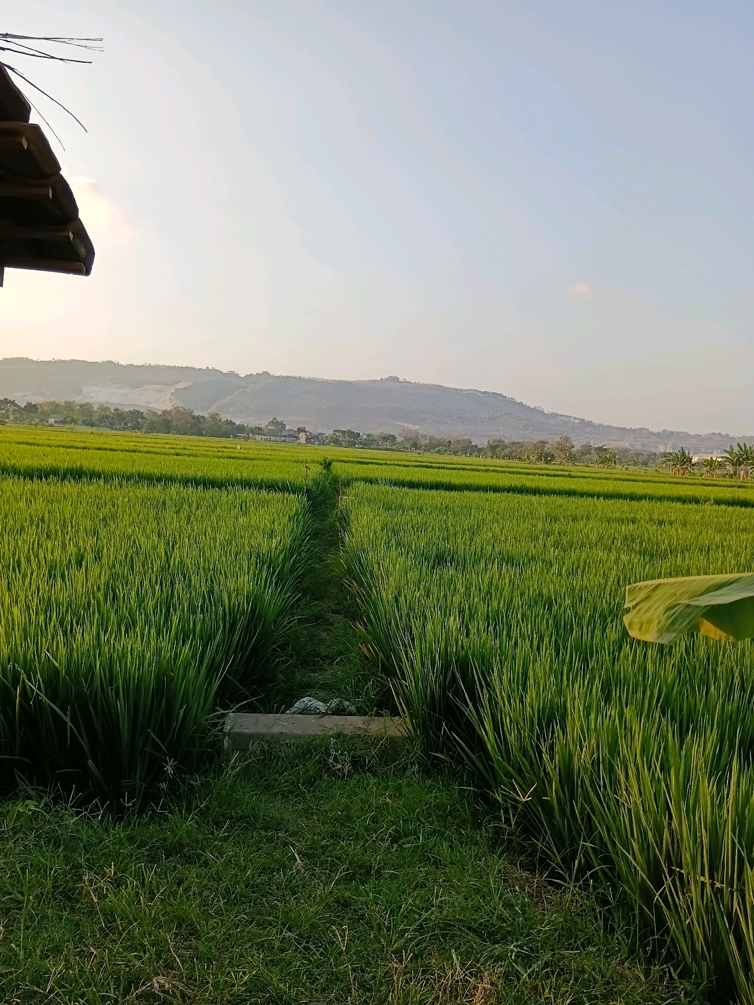 A wide, green rice paddy is the central focus of this image, likely taken in Rengel, Indonesia, given the presence of lush, tropical vegetation. The field stretches towards a hazy mountain range in the distance. A narrow, grassy path cuts through the middle of the paddy, leading the eye towards the horizon. In the foreground, on the left, a portion of a thatched-roof structure is visible, its dark wood contrasting with the vibrant green of the rice. The sky is clear and pale blue, with the sun casting a warm glow over the scene, suggesting it is either early morning or late afternoon. The overall impression is one of rural tranquility and natural beauty.