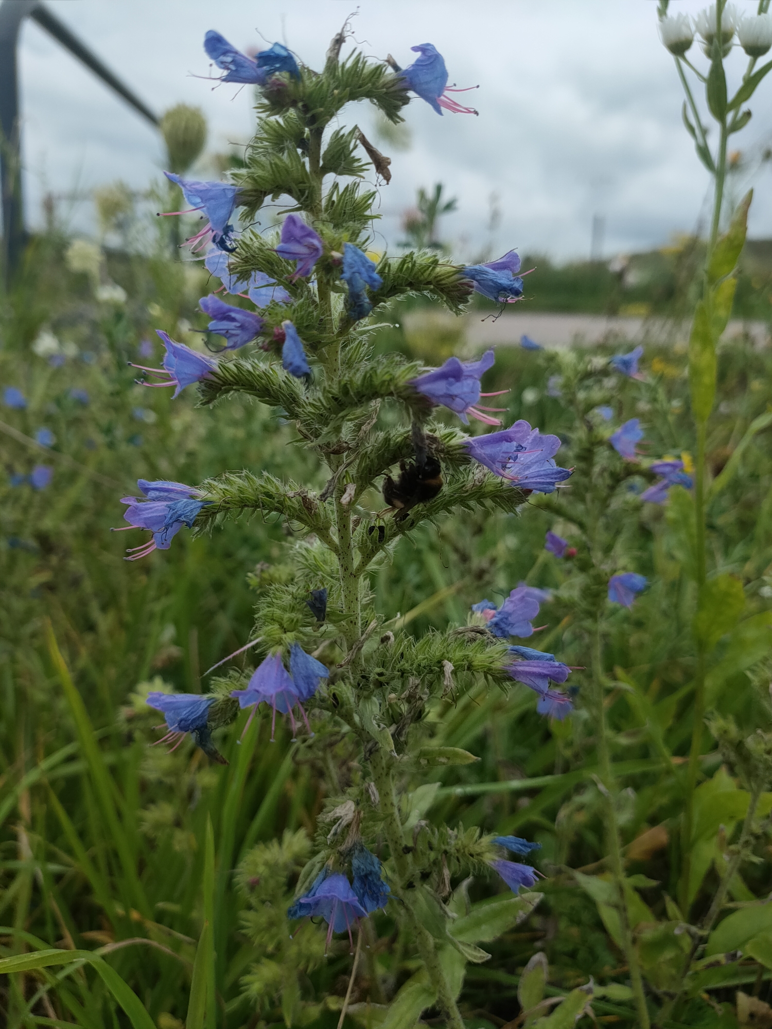 A close-up, eye-level shot captures a cluster of blooming purple Viper's-bugloss flowers (Echium vulgare) with a bumblebee actively feeding on one of the flowers. The flowers are arranged in a spike, with individual blossoms opening from the bottom upwards. The petals are a vibrant blue-purple, with prominent pink stamens. The stem and leaves are covered in fine hairs, giving them a fuzzy appearance. In the background, other wildflowers, including white flowers, are visible, along with green grass and a cloudy sky. A dark metal pole is partially visible in the upper left of the frame. The scene appears to be a natural setting, possibly a meadow or roadside verge, within the city of Prawdowo, Poland.