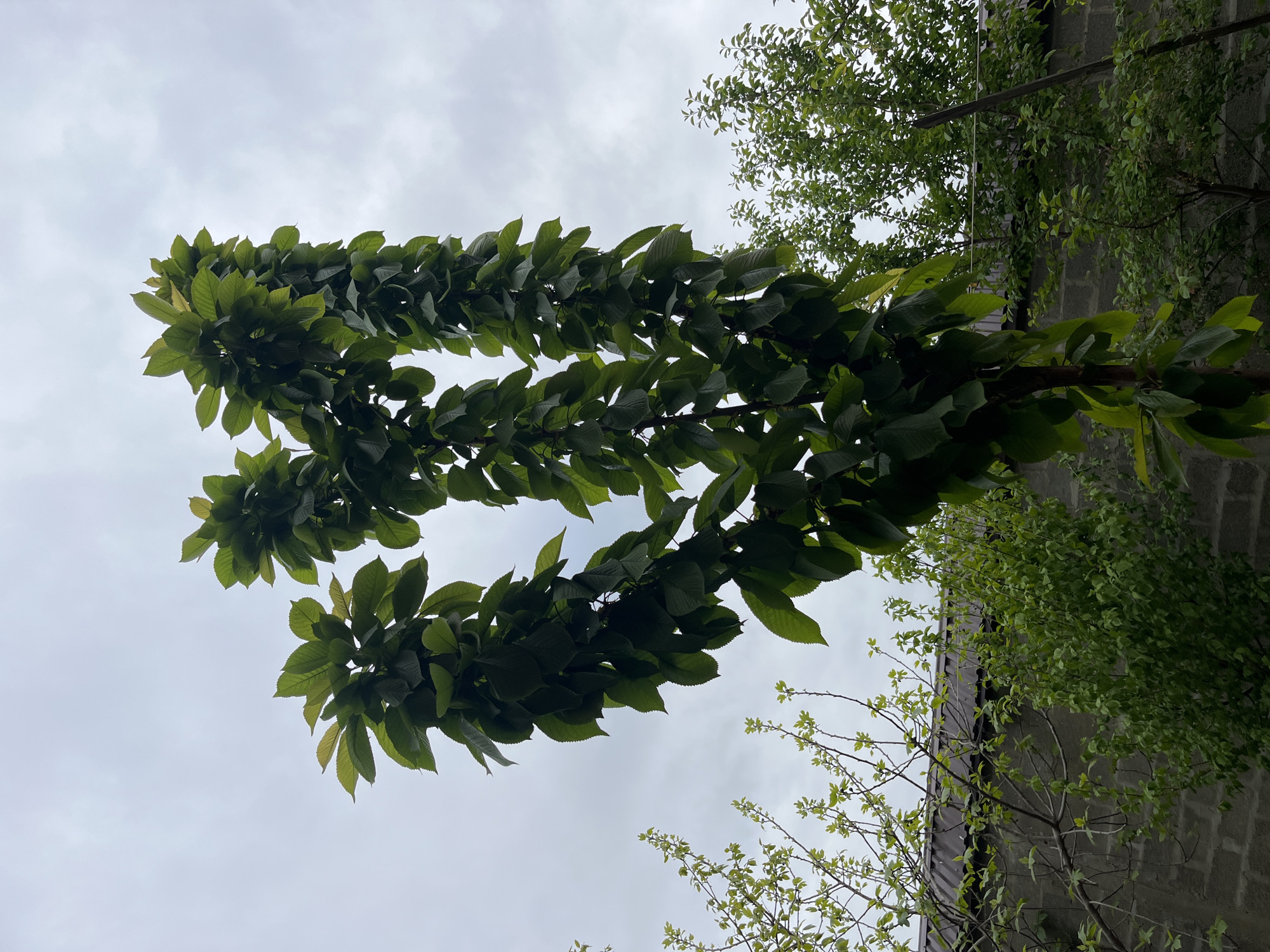A low-angle shot of a tree branch laden with lush, green leaves dominates the frame against a cloudy sky. Additional trees and a grey building are visible in the background. The location is Kaspiysk, Russia.