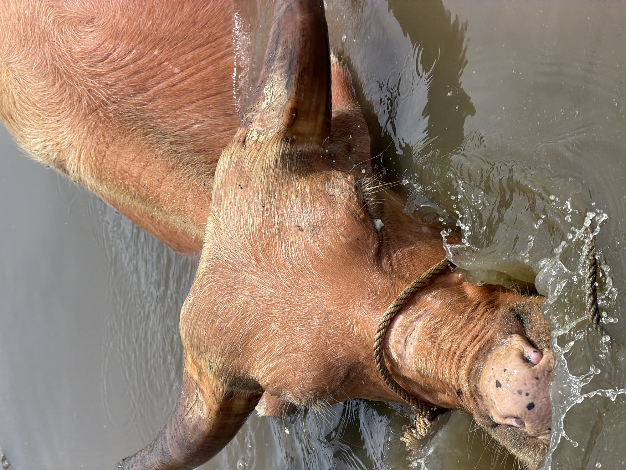 This is a close-up, vertical shot of an albino water buffalo submerged in murky water, with its head and horns prominently displayed. The buffalo's skin is a peachy-pink hue, with sparse, light-brown hairs visible. Its eyes are closed, and its muzzle, speckled with dark spots, is partially submerged, creating splashes of water around its face. A thick, braided rope is tied around the buffalo's neck. The water appears to be a natural body of water, likely a river or pond, reflecting the overcast sky. The scene suggests a typical rural setting, consistent with the agricultural landscapes surrounding Hoi An, Vietnam, where water buffalo are commonly used for plowing rice paddies and are often seen bathing in water bodies.